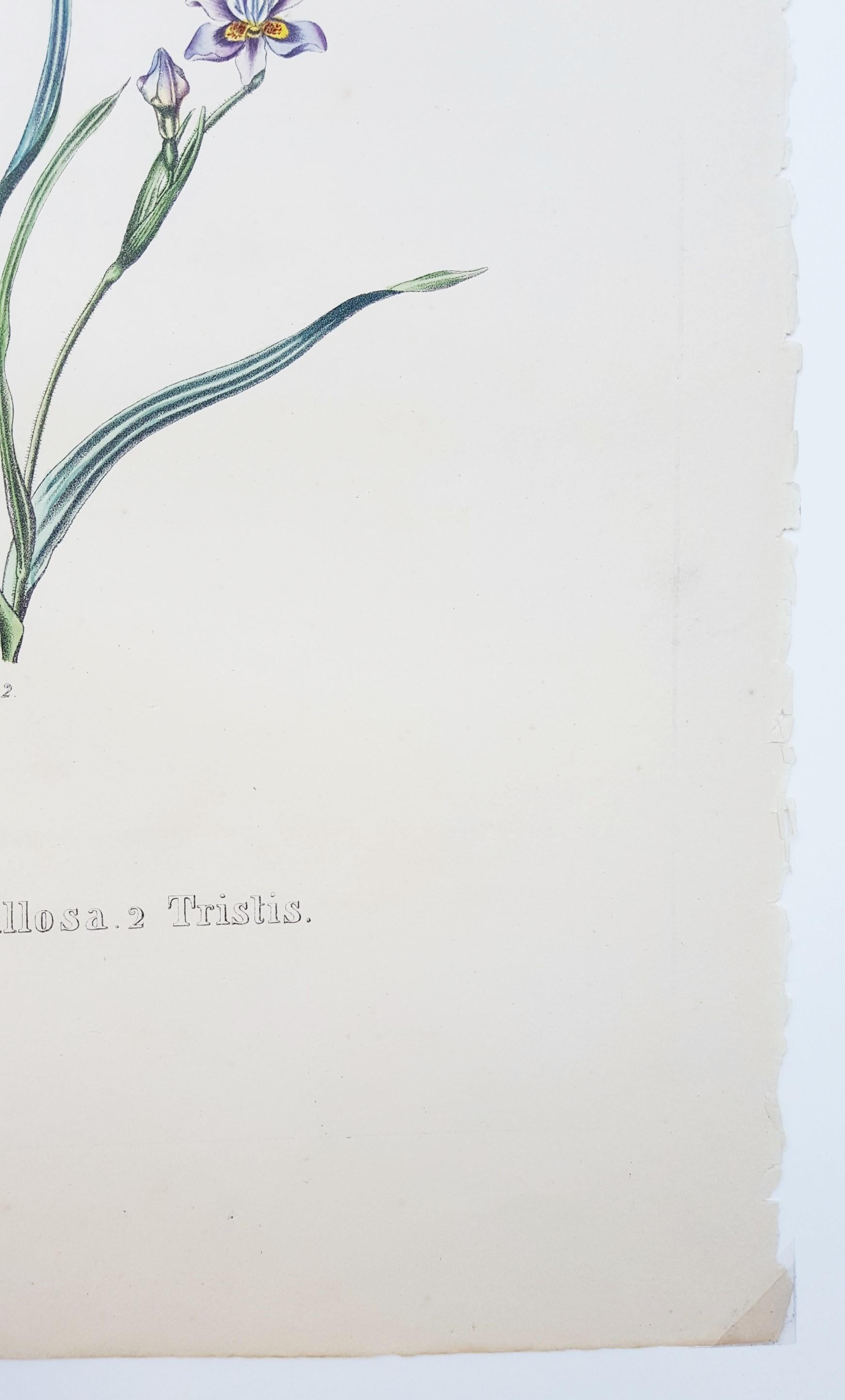Iris /// Antique Natural History Botany Botanical Flower Art Science Garden en vente 9