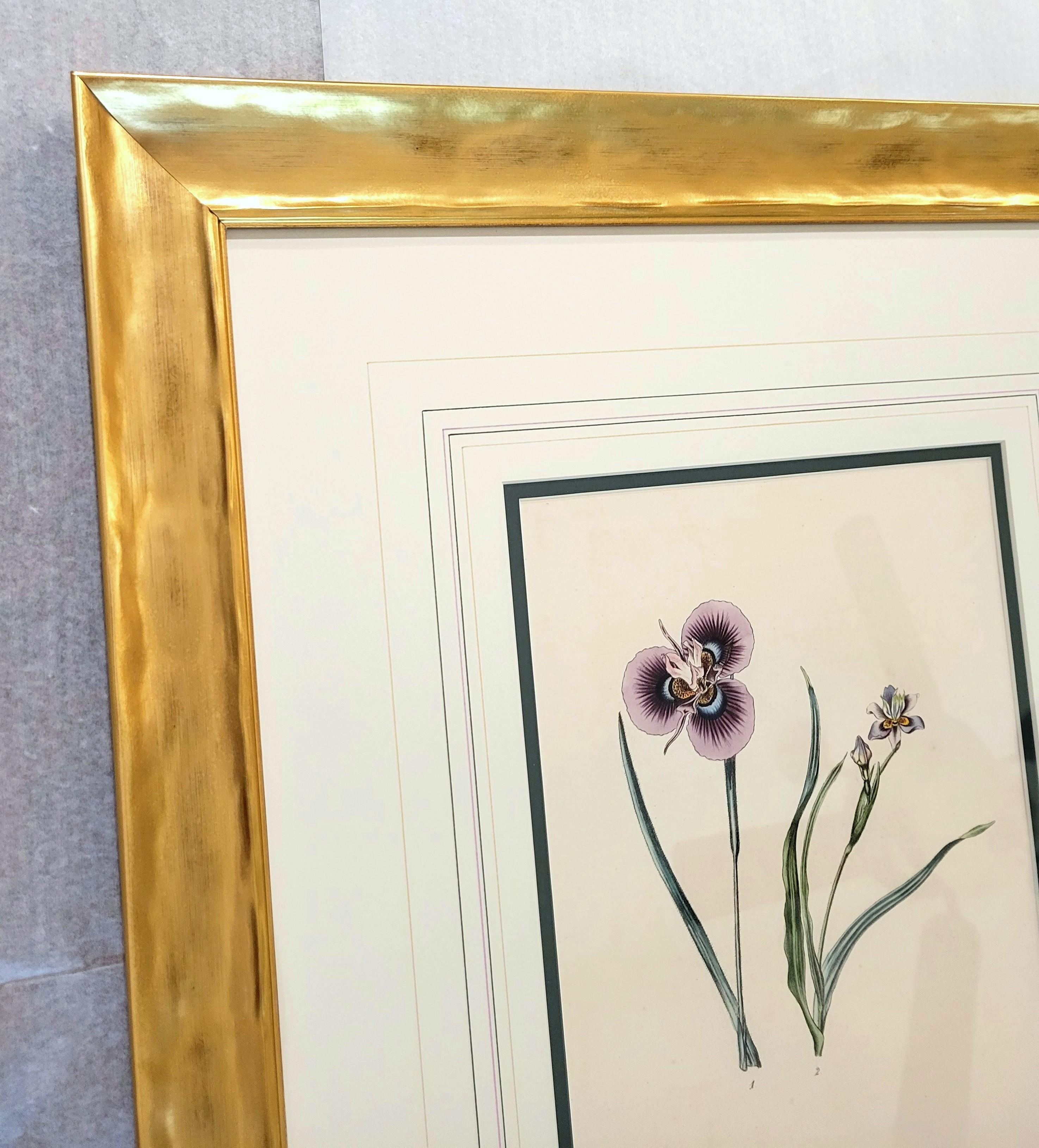 Iris /// Antike Naturgeschichte Botanik botanische Blumen Kunst Wissenschaftlicher Garten im Angebot 1