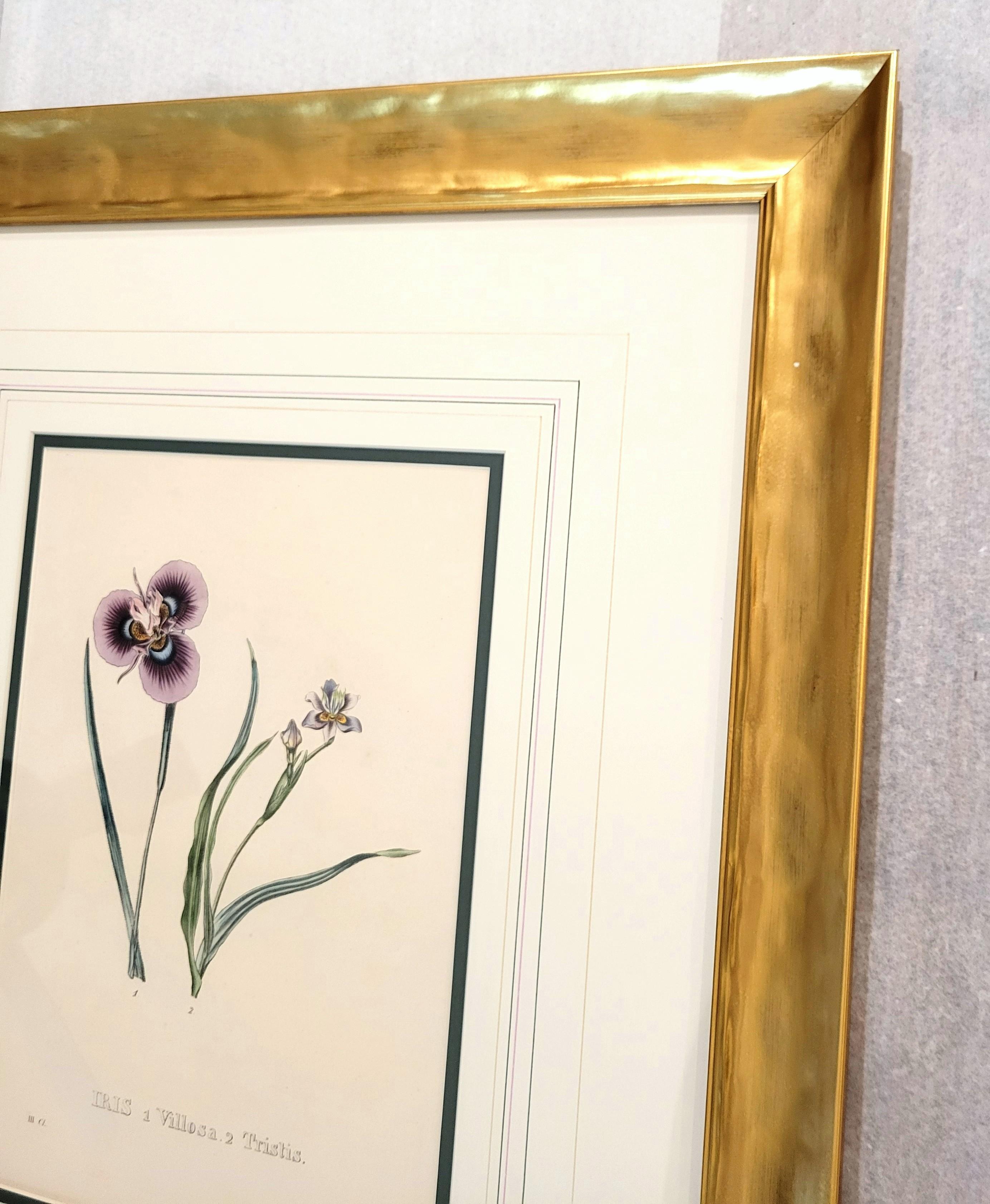 Iris /// Antike Naturgeschichte Botanik botanische Blumen Kunst Wissenschaftlicher Garten im Angebot 2