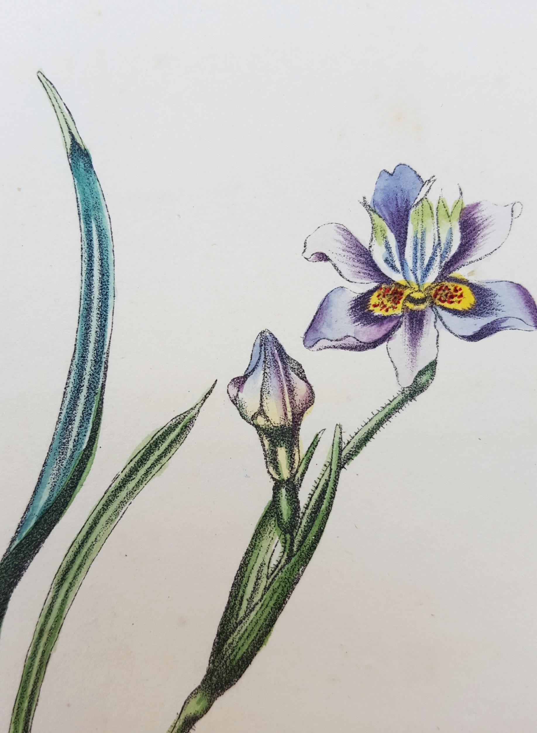 Iris /// Antique Natural History Botany Botanical Flower Art Science Garden en vente 11