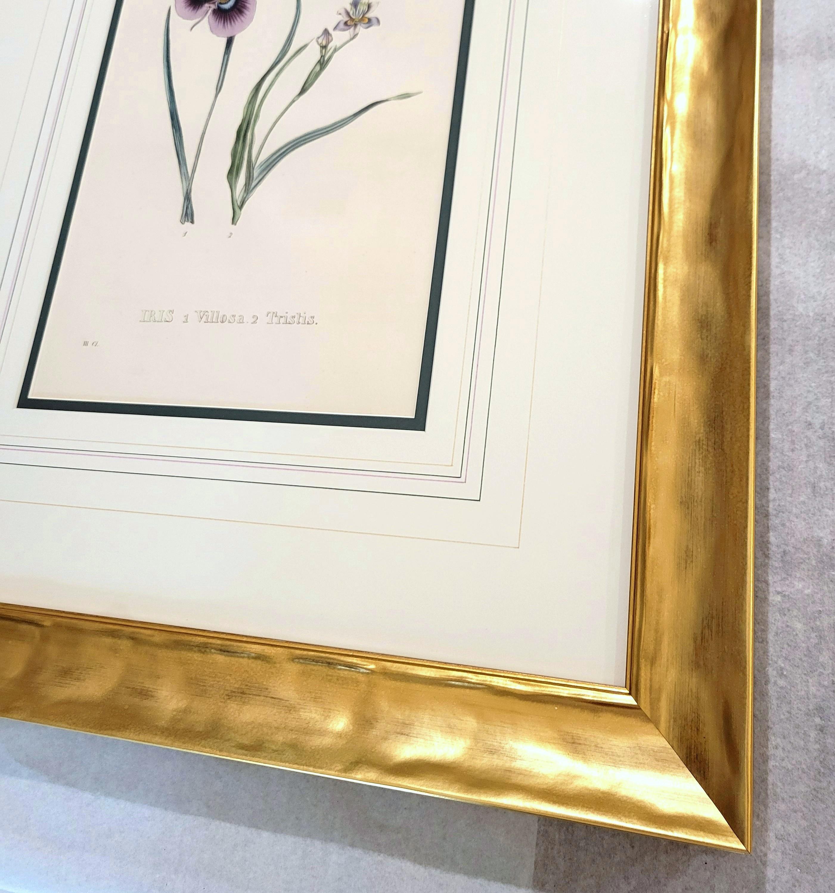 Iris /// Antike Naturgeschichte Botanik botanische Blumen Kunst Wissenschaftlicher Garten im Angebot 3