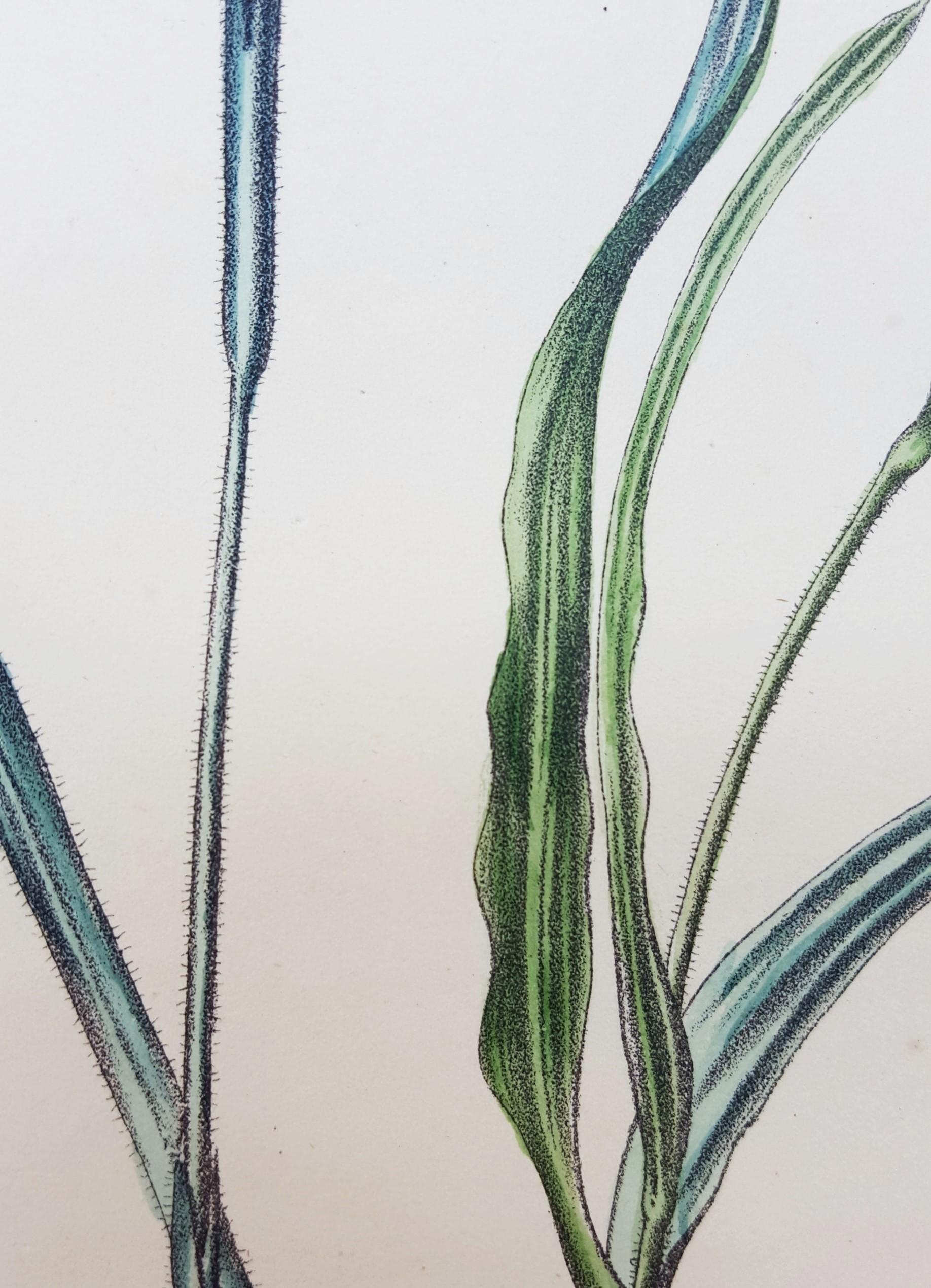 Iris /// Antique Natural History Botany Botanical Flower Art Science Garden en vente 12