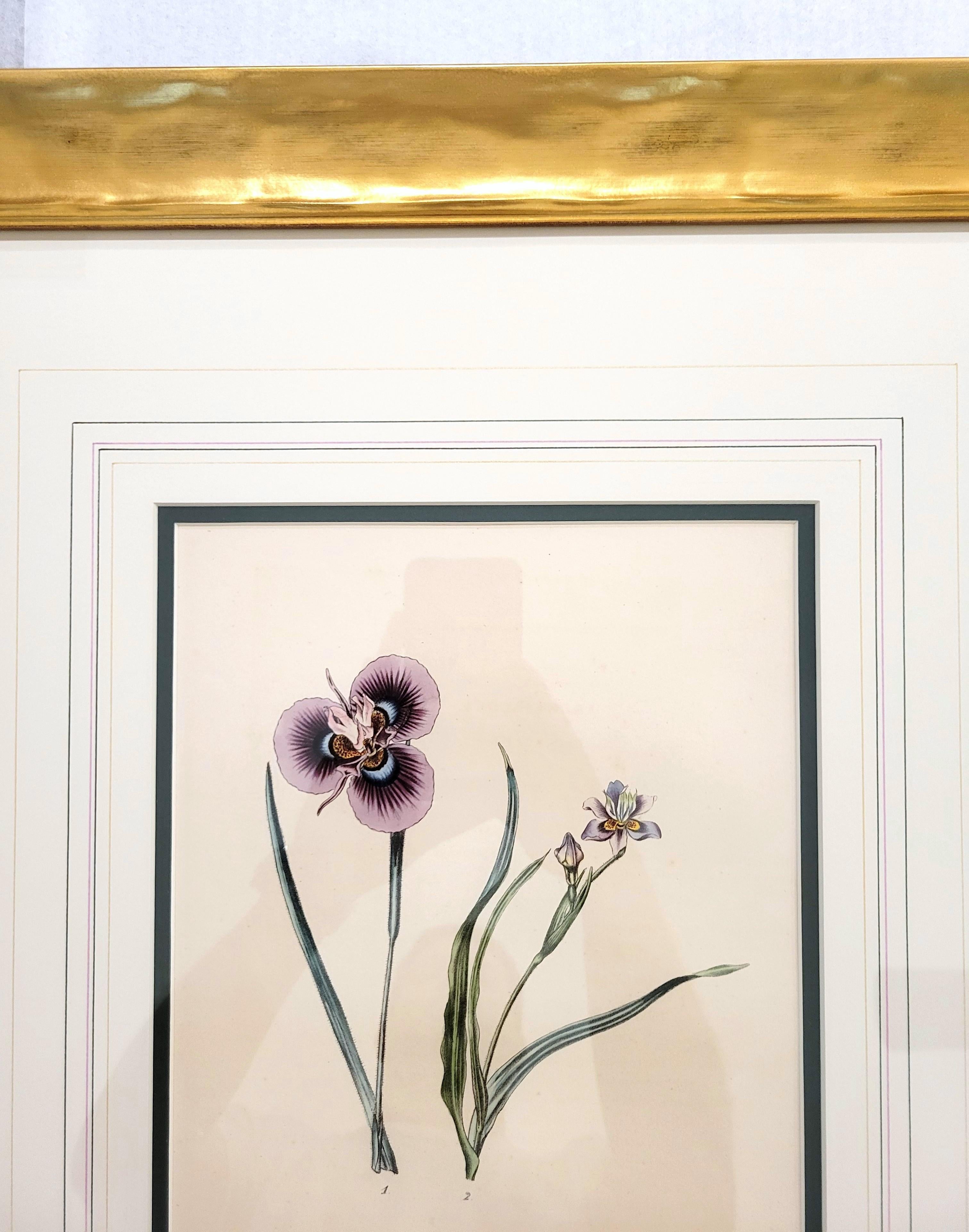 Iris /// Antike Naturgeschichte Botanik botanische Blumen Kunst Wissenschaftlicher Garten im Angebot 4