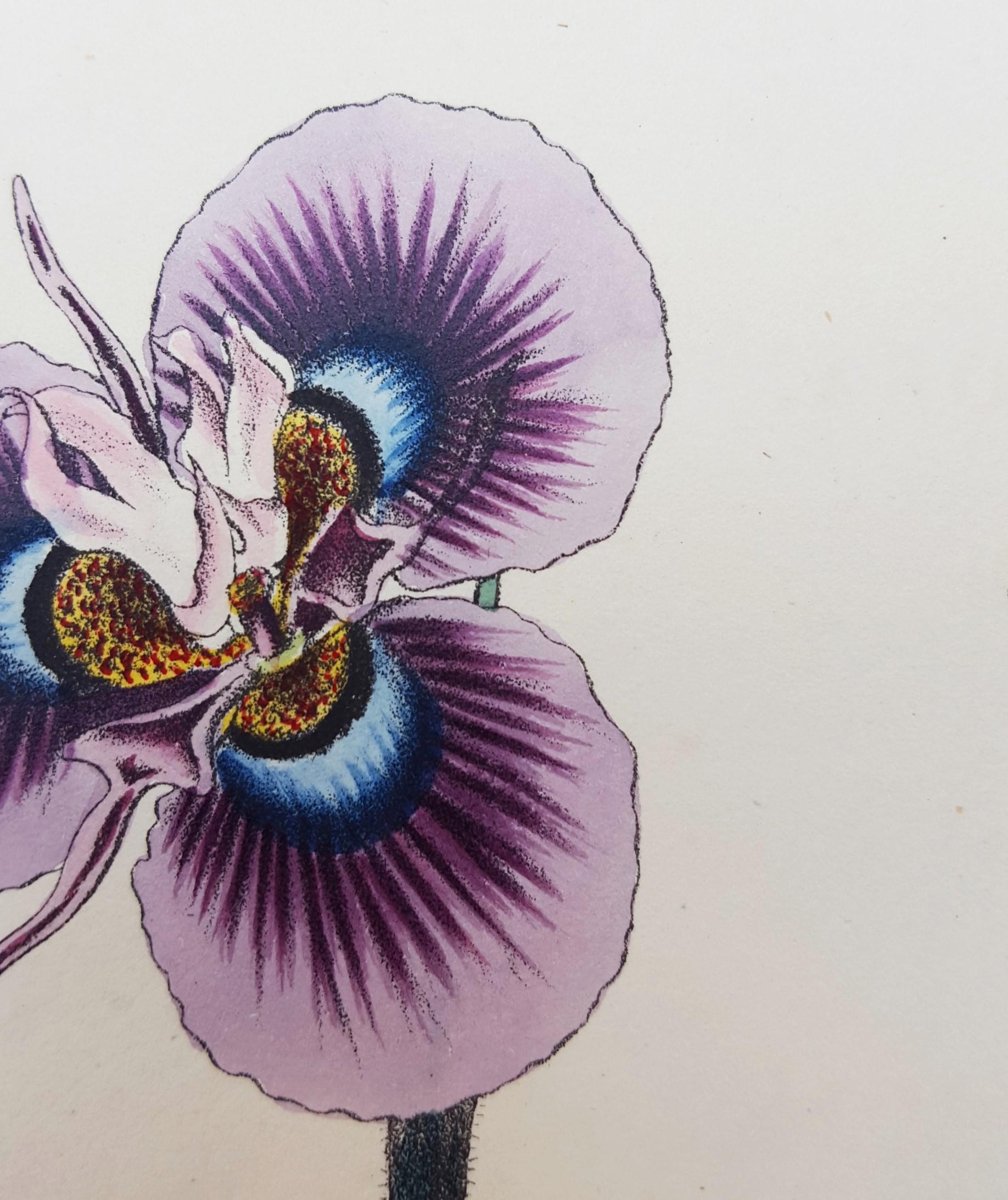 Iris /// Antique Natural History Botany Botanical Flower Art Science Garden en vente 13