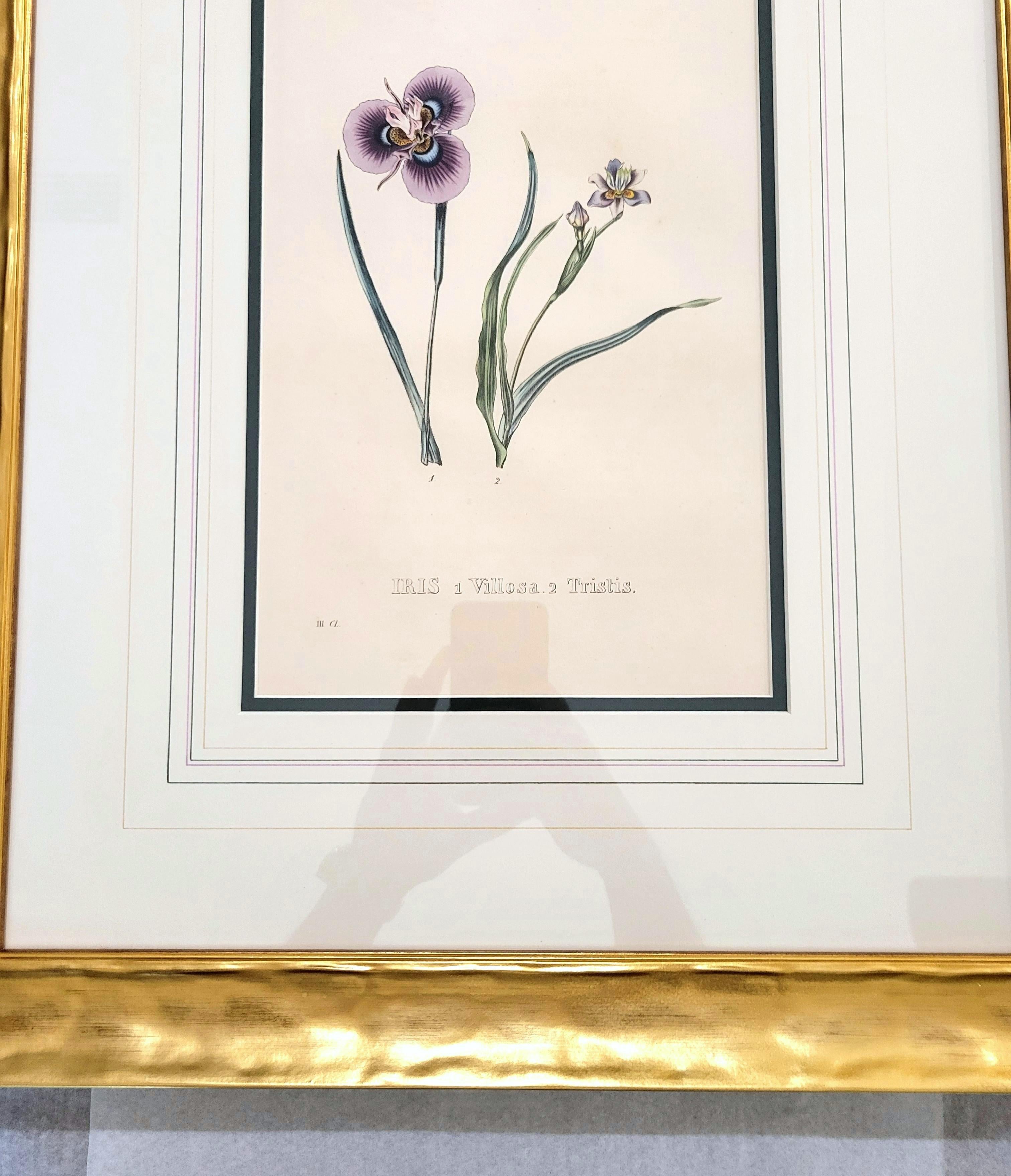 Iris /// Antike Naturgeschichte Botanik botanische Blumen Kunst Wissenschaftlicher Garten im Angebot 5