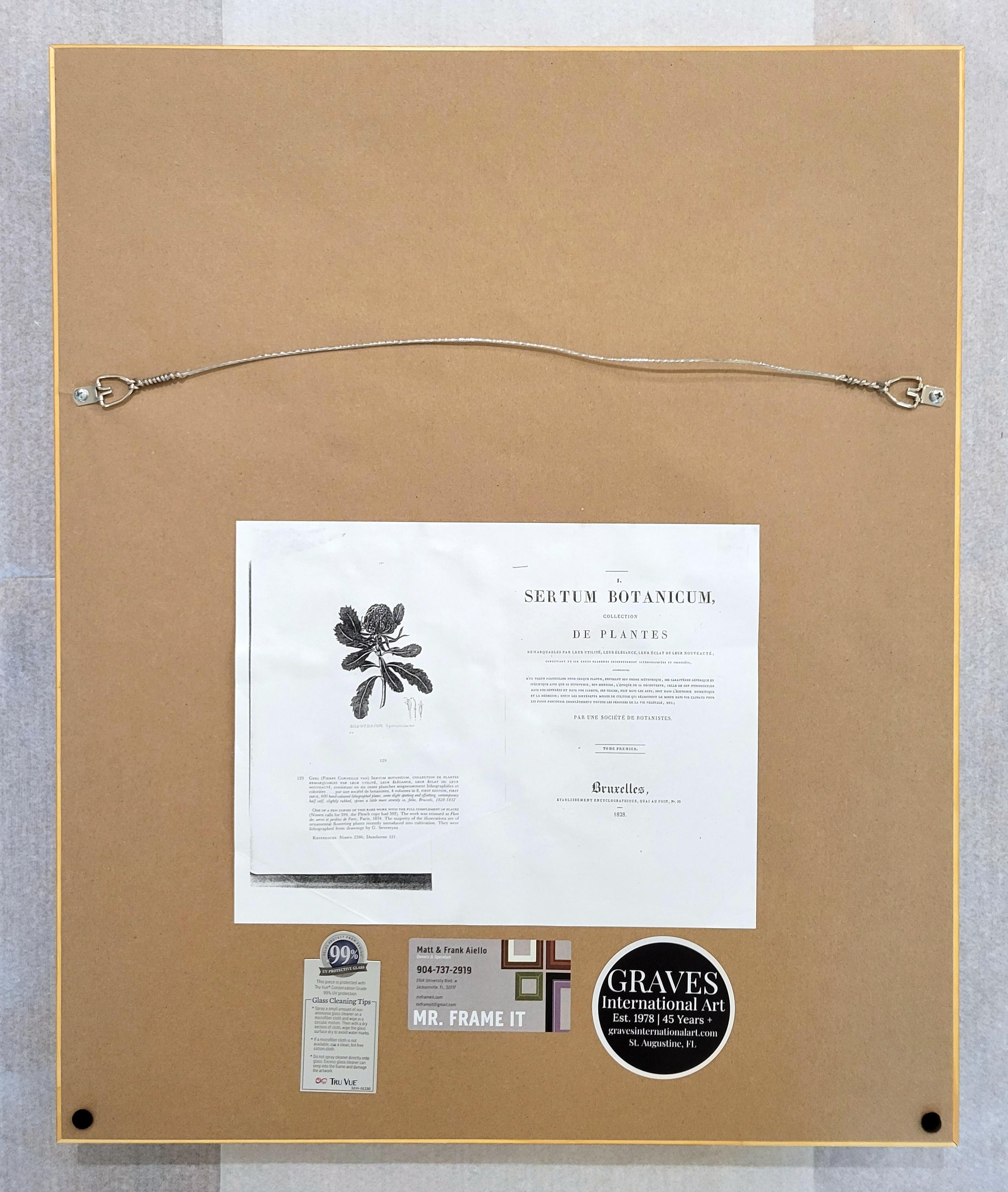 Iris /// Antike Naturgeschichte Botanik botanische Blumen Kunst Wissenschaftlicher Garten im Angebot 15