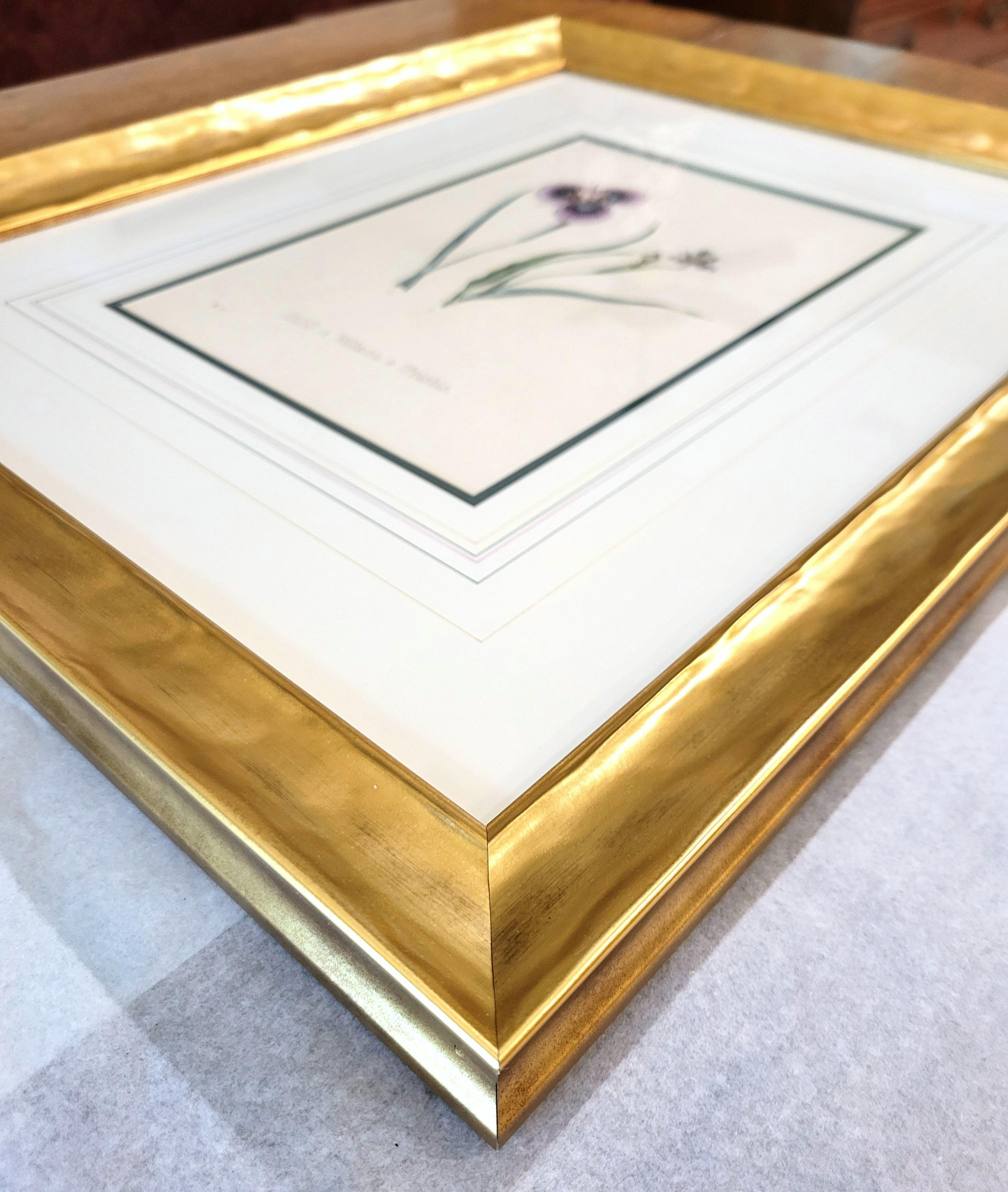 Iris /// Antike Naturgeschichte Botanik botanische Blumen Kunst Wissenschaftlicher Garten im Angebot 14