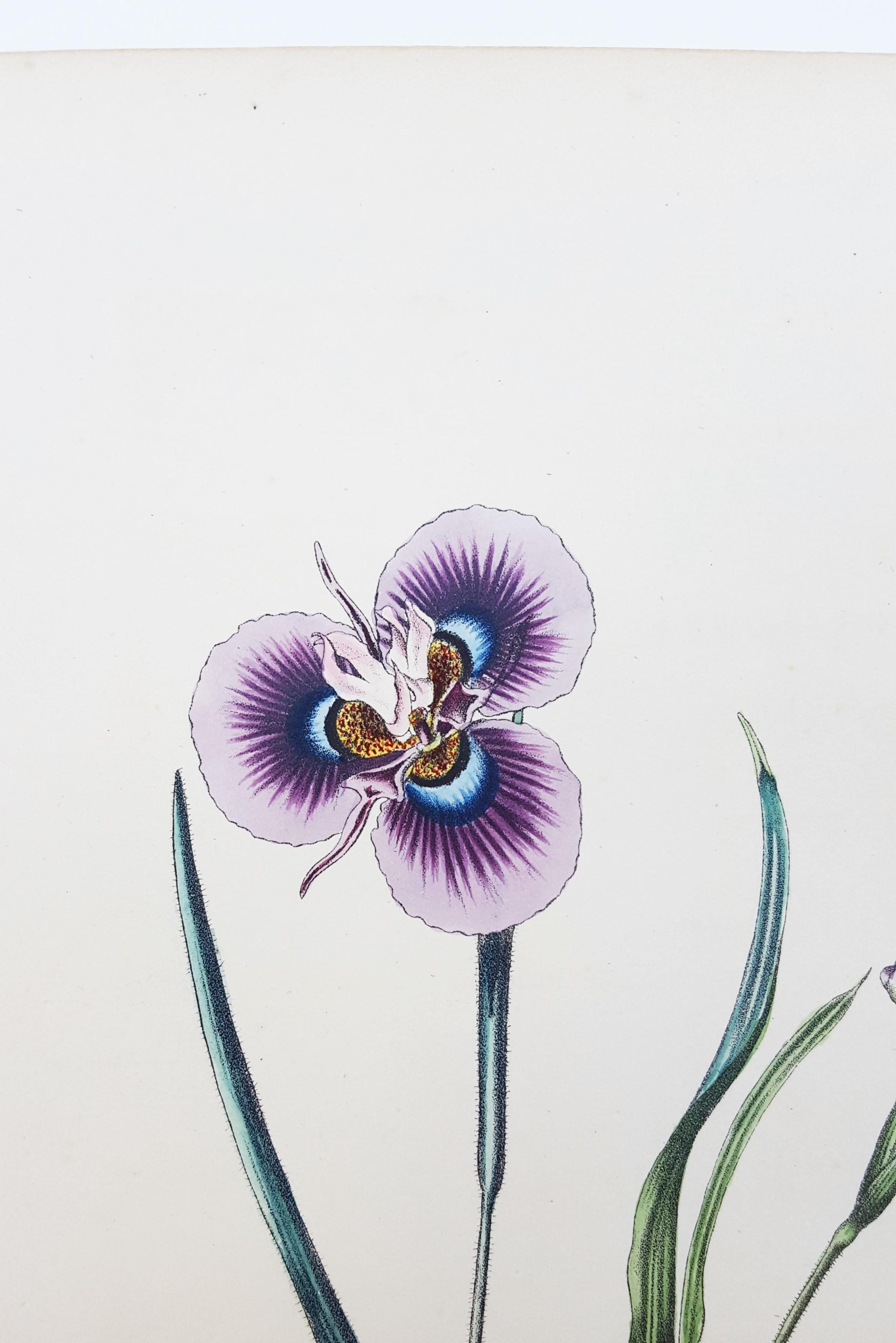 Iris /// Antiques Histoire naturelle Botanique Art floral Science Jardin  en vente 4