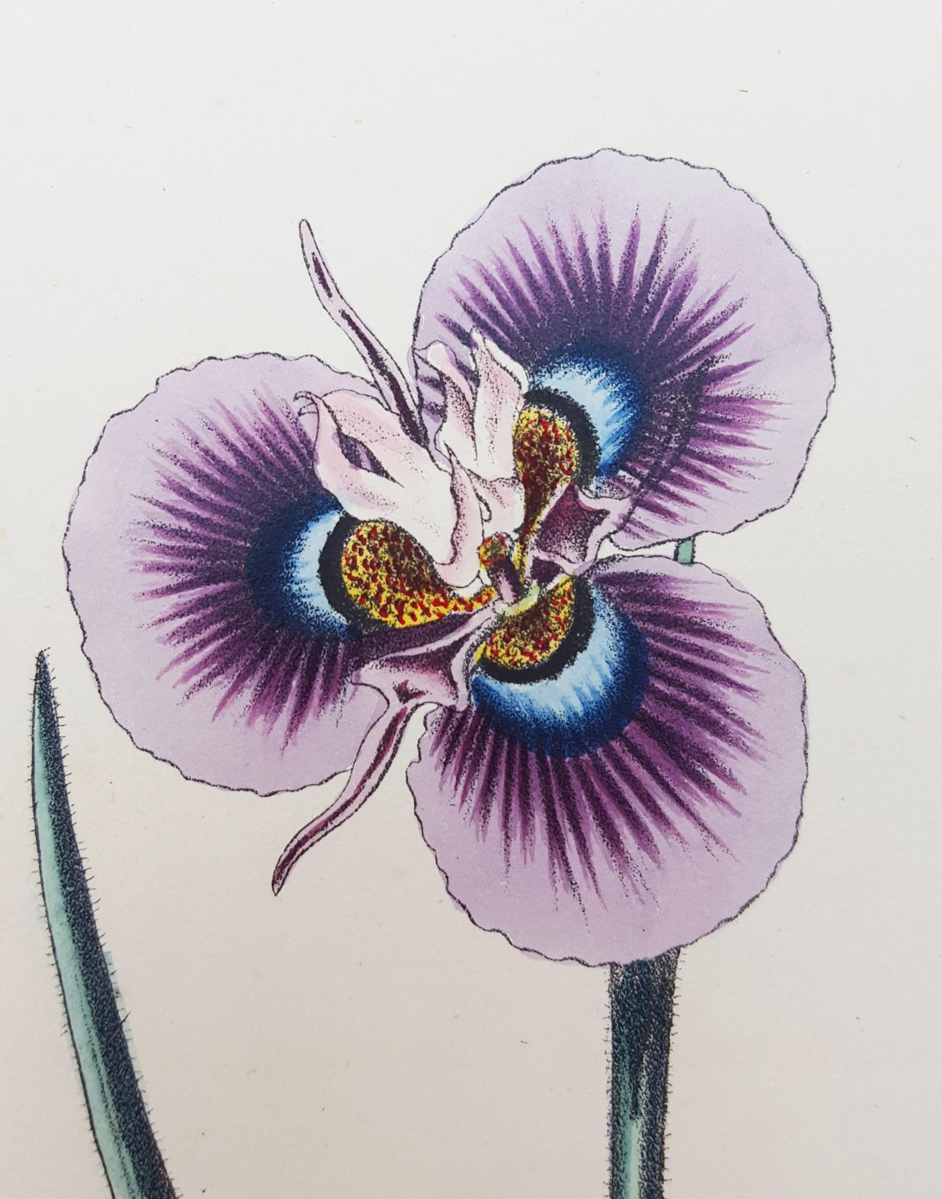 Iris /// Antiques Histoire naturelle Botanique Art floral Science Jardin  en vente 5