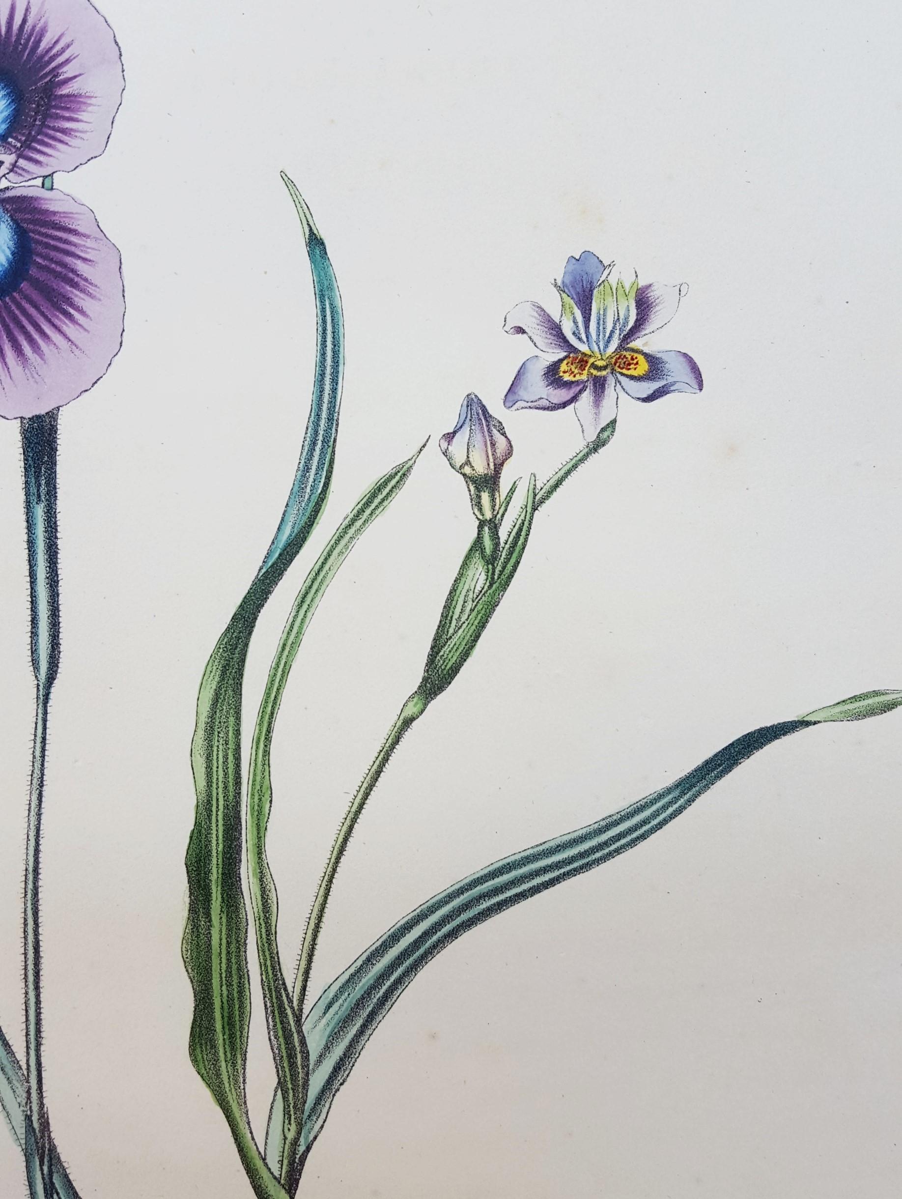 Iris /// Antiques Histoire naturelle Botanique Art floral Science Jardin  en vente 6