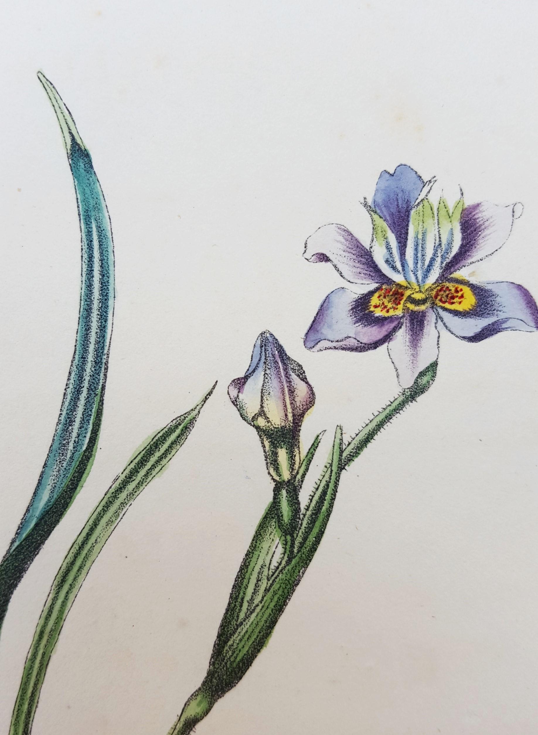 Iris /// Antiques Histoire naturelle Botanique Art floral Science Jardin  en vente 7