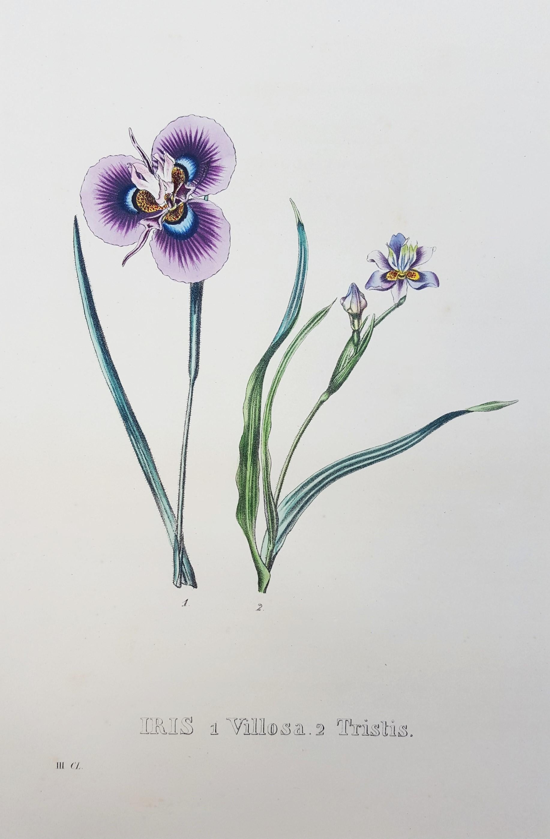 Iris /// Antiques Histoire naturelle Botanique Art floral Science Jardin  - Print de Pierre Corneille Van Geel