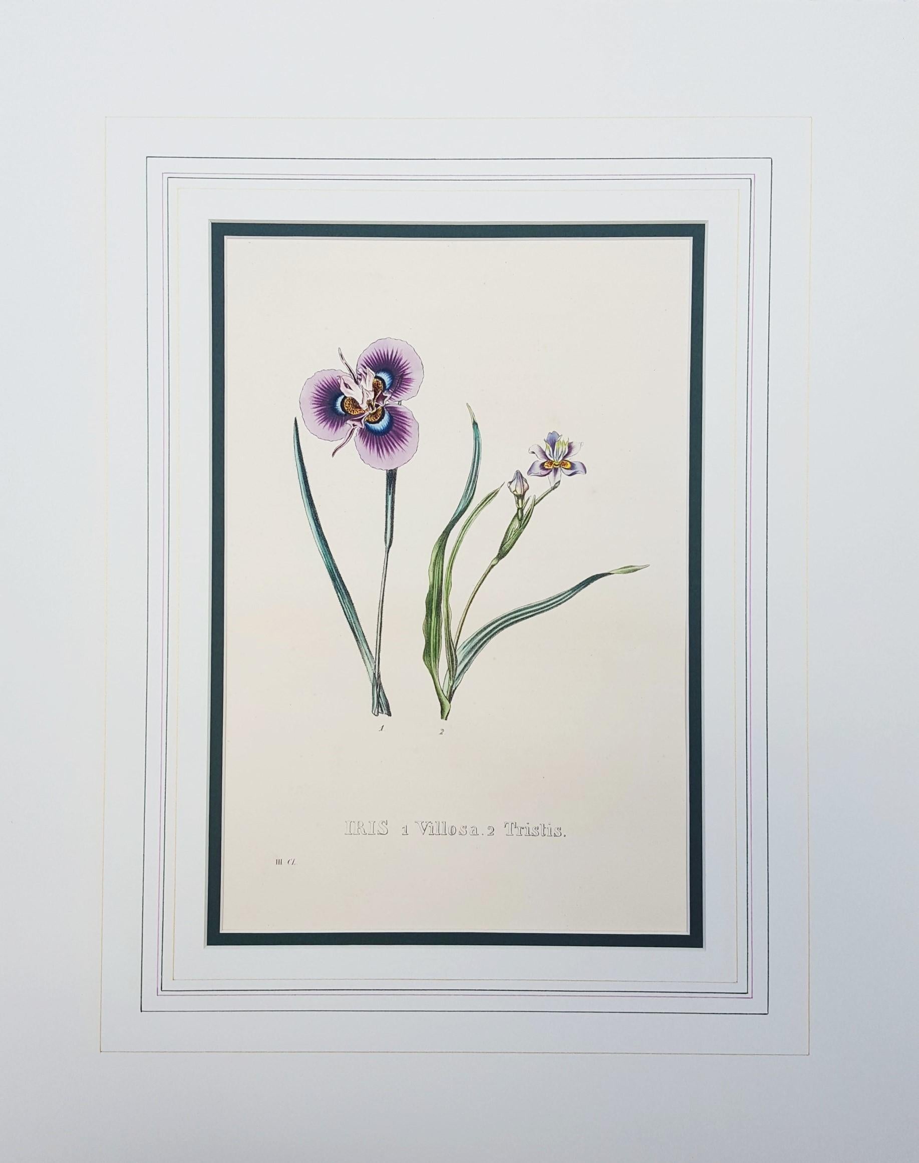 planche botanique iris