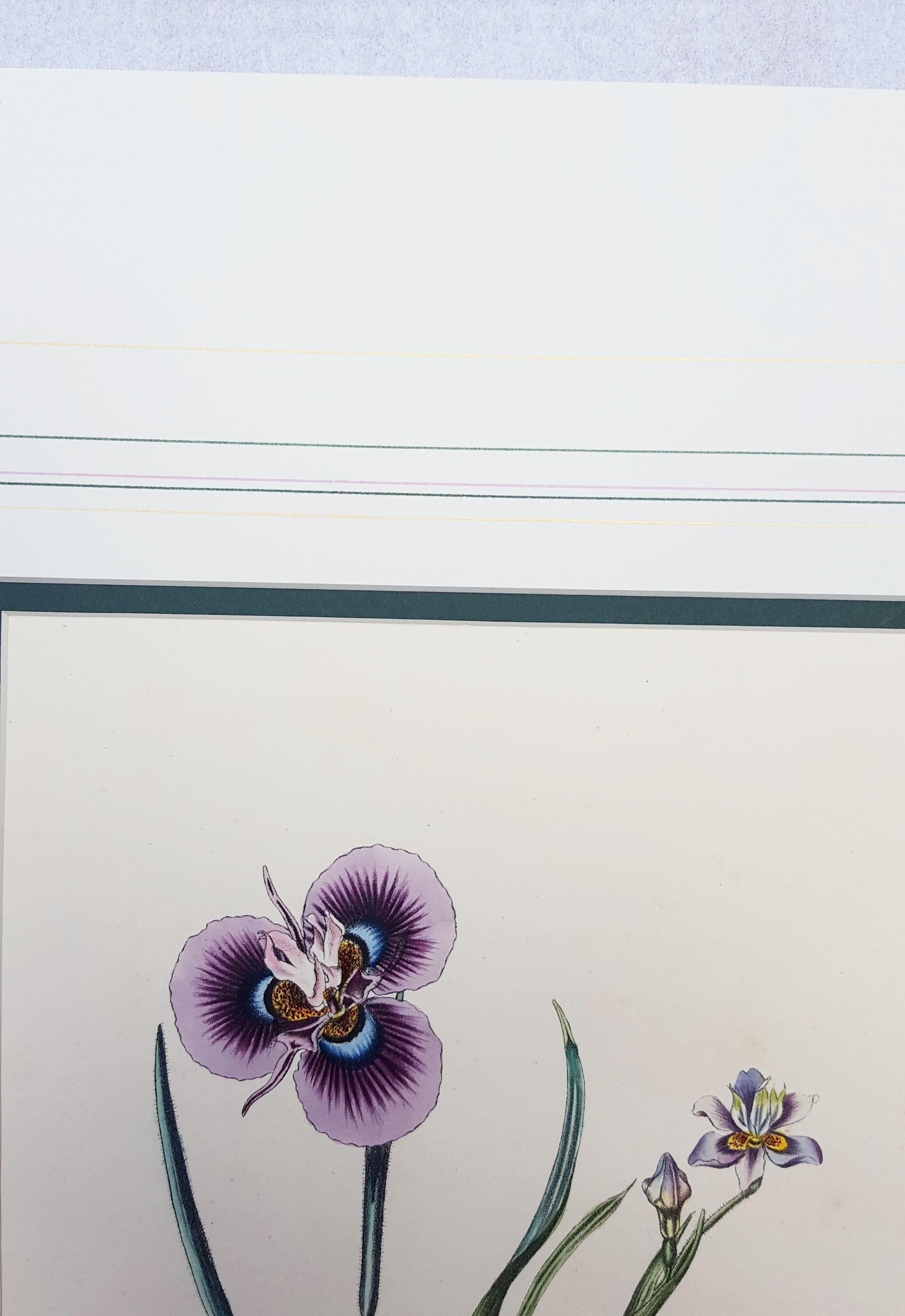 Iris /// Antiques Histoire naturelle Botanique Art floral Science Jardin  - Gris Still-Life Print par Pierre Corneille Van Geel