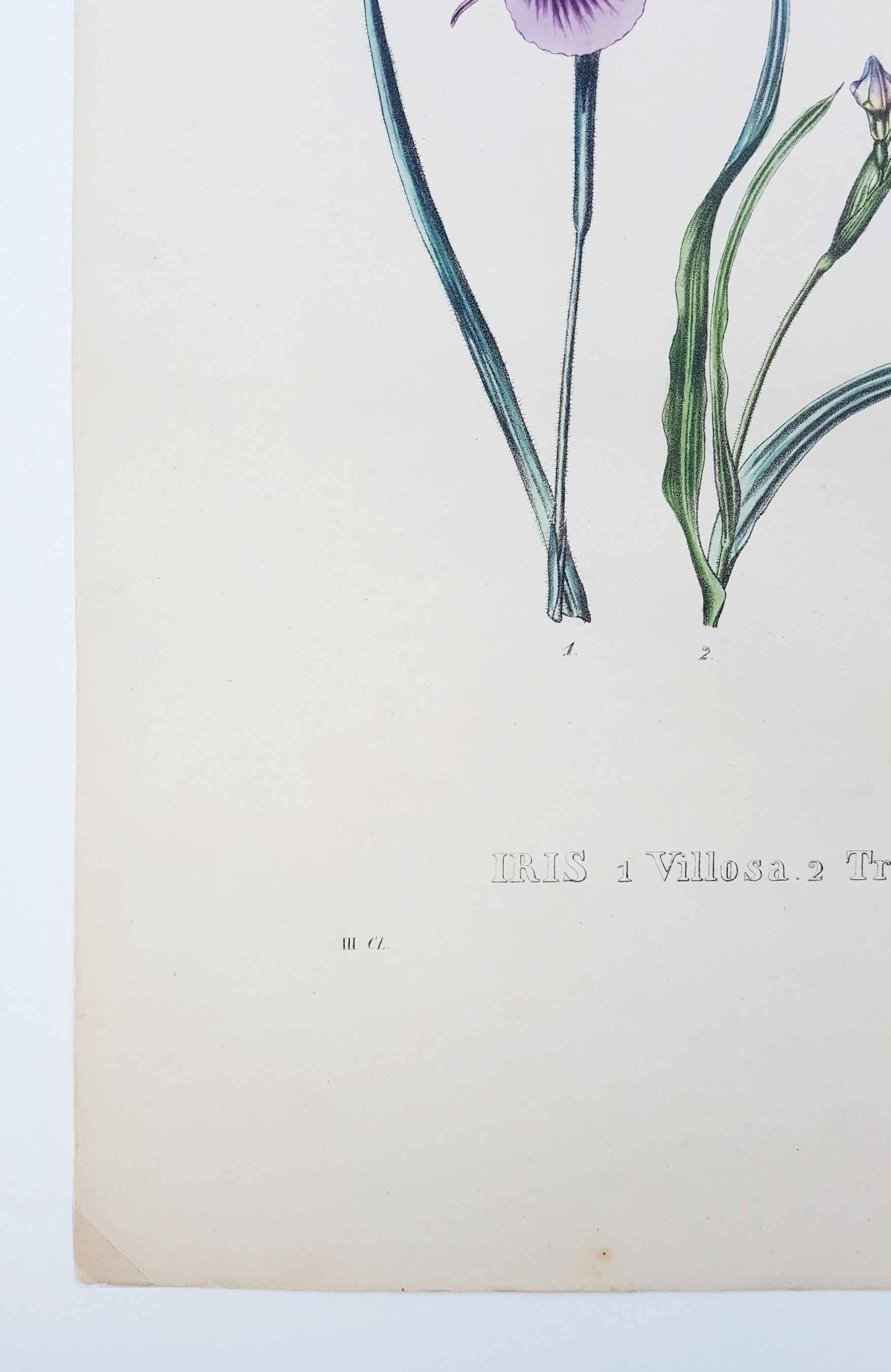 Iris /// Antique Natural History Botany Botanical Flower Art Science Garden  - Victorian Print by Pierre Corneille Van Geel