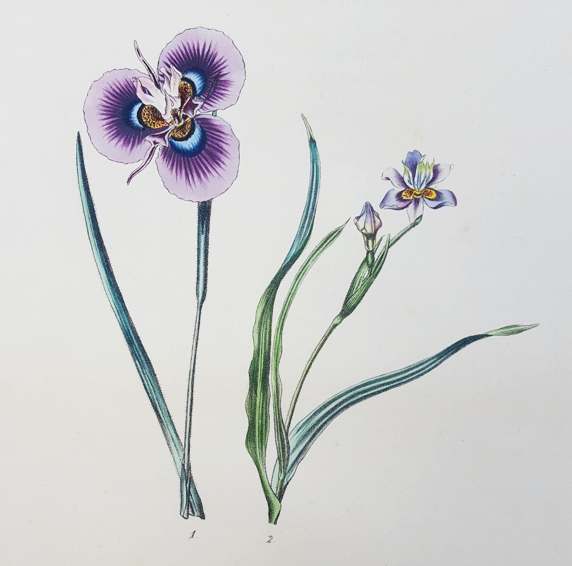 Still-Life Print Pierre Corneille Van Geel - Iris /// Antiques Histoire naturelle Botanique Art floral Science Jardin 