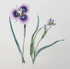 Iris /// Antike Naturgeschichte Botanik botanische Blumen Kunst Wissenschaftlicher Garten 