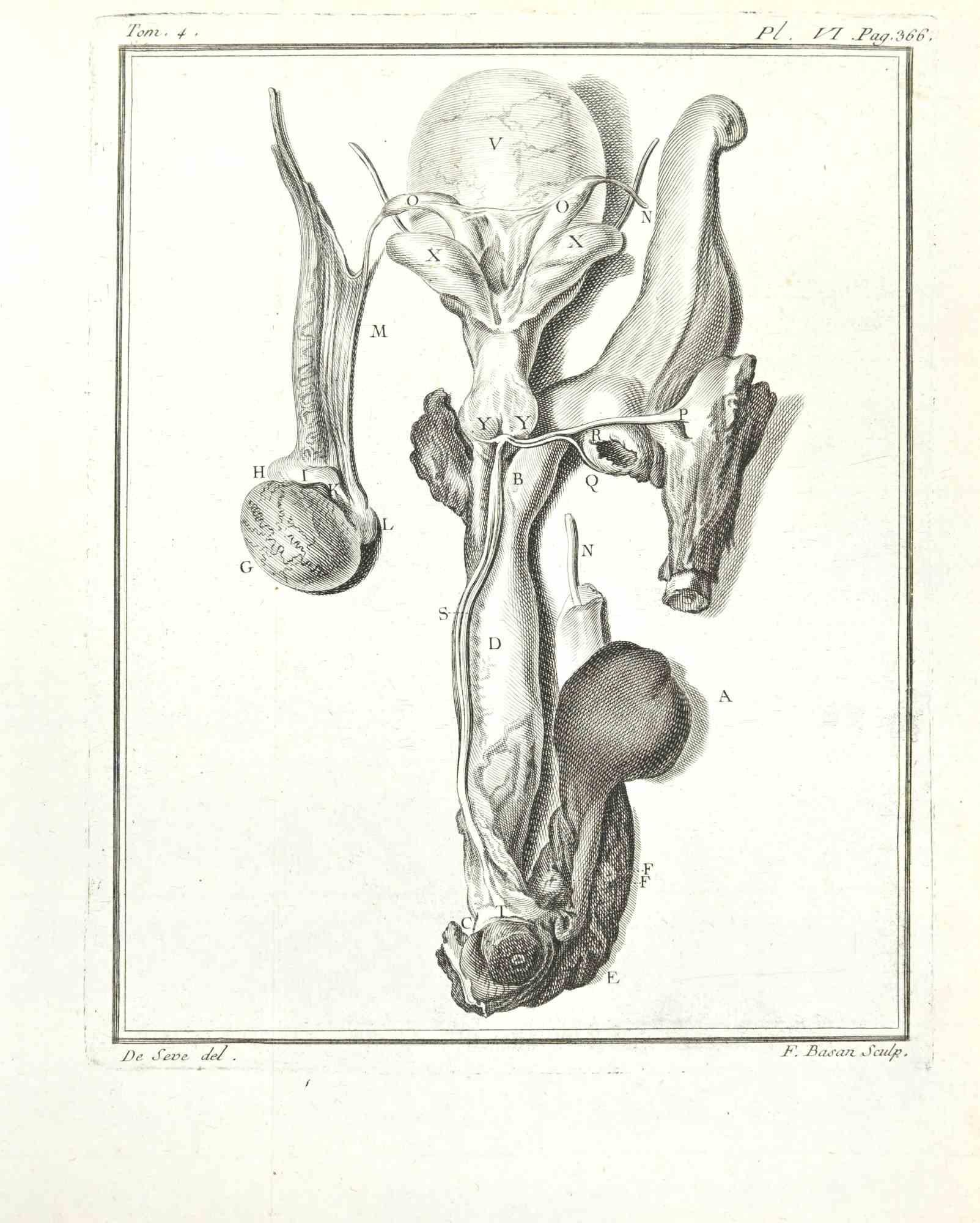 Pierre Francois Basan (1723-1797) after Founan Animal Print - Anatomy of Animals - Etching by F. Basan - 1771