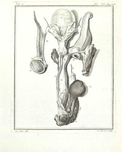 Anatomie von Tieren – Radierung von F. Basan – 1771