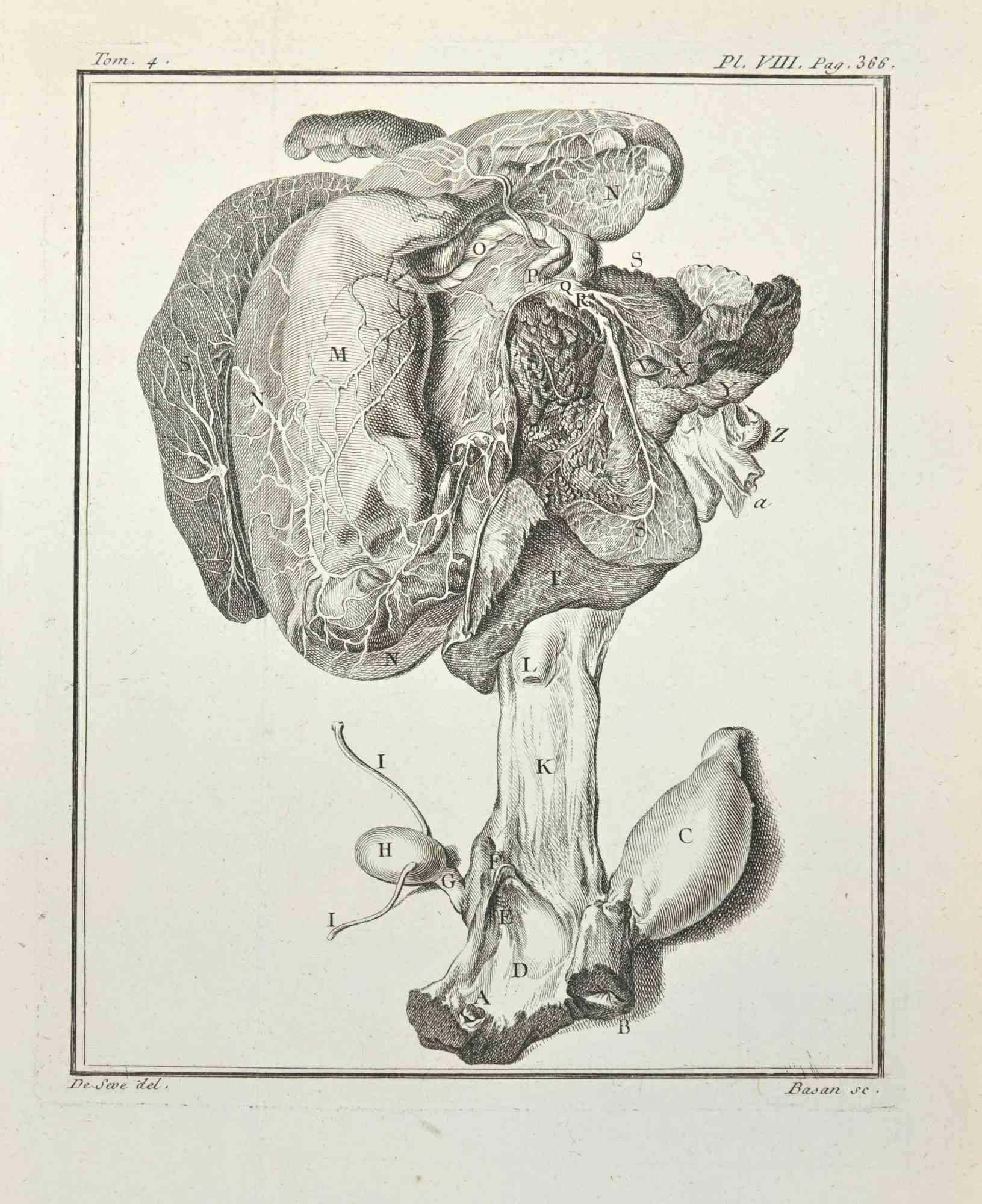 Pierre Francois Basan (1723-1797) after Founan Figurative Print - Anatomy of Animals - Etching by F. Basan - 1771
