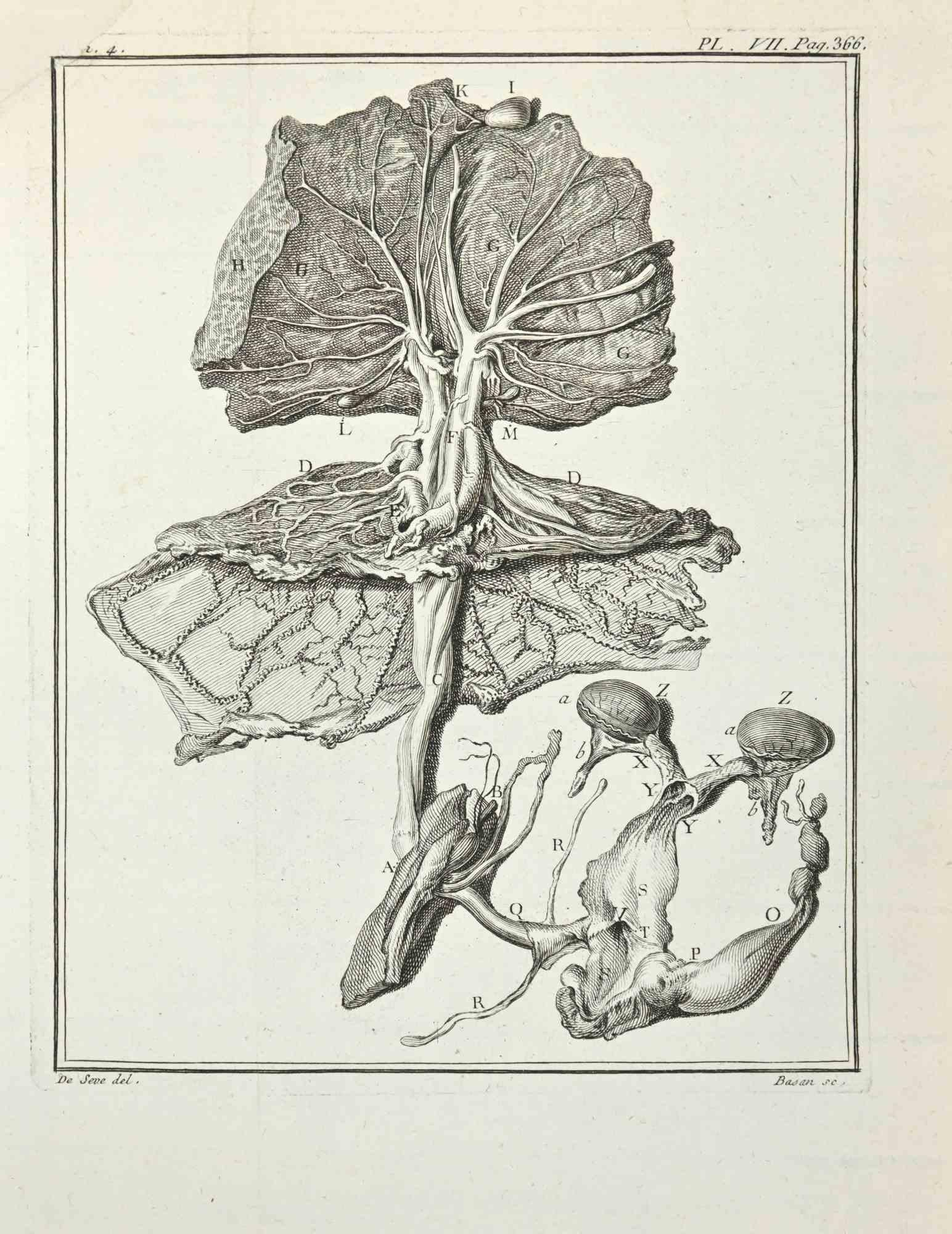 Anatomie von Tieren – Radierung von F. Basan – 1771