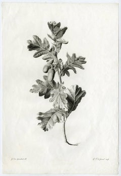 Antique Untitled - Study of a branch of an oak tree.