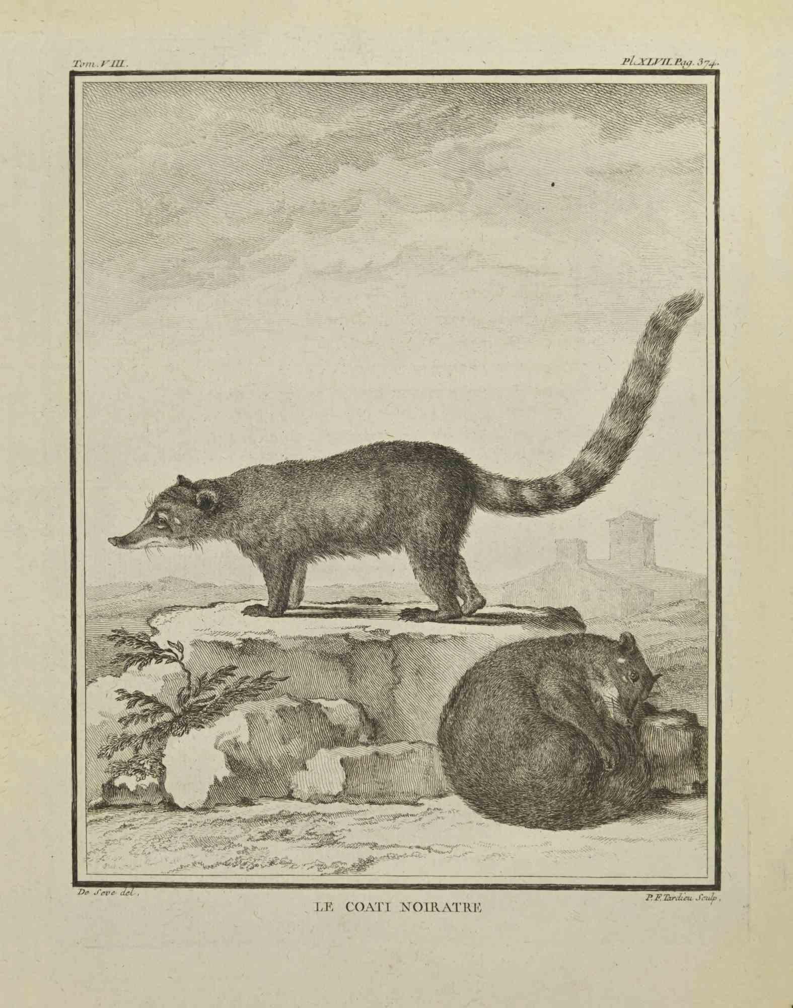 Le Coati Noiratre ist eine Radierung von P. Tardieu aus dem Jahr 1771.

Es gehört zu der Reihe "Histoire naturelle, générale et particulière avec la description du Cabinet du Roi".

Signatur des Künstlers rechts unten eingraviert.

Guter Zustand,