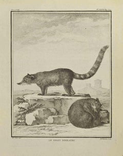 Le Coati Noiratre - Gravure de Pierre Francois Tardieu - 1771