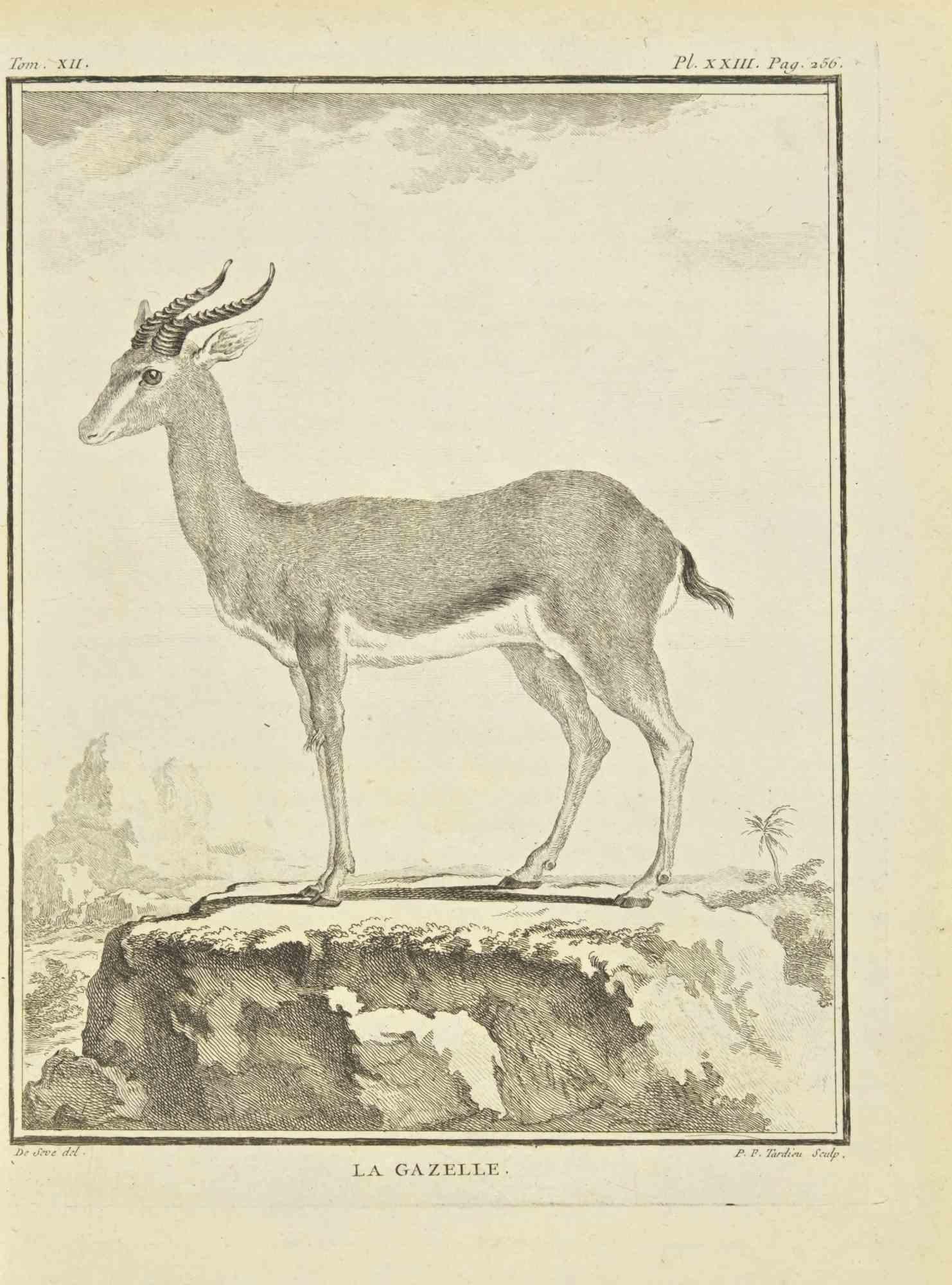 Le Gazelle is an etching realized by P.F. Tardieu in 1771.

It belongs to the suite "Histoire naturelle, générale et particulière avec la description du Cabinet du Roi".

Artist's signature engraved lower right.

Good conditions