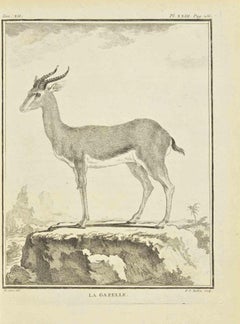 Le Gazelle - Etching by Pierre Francois Tardieu - 1771