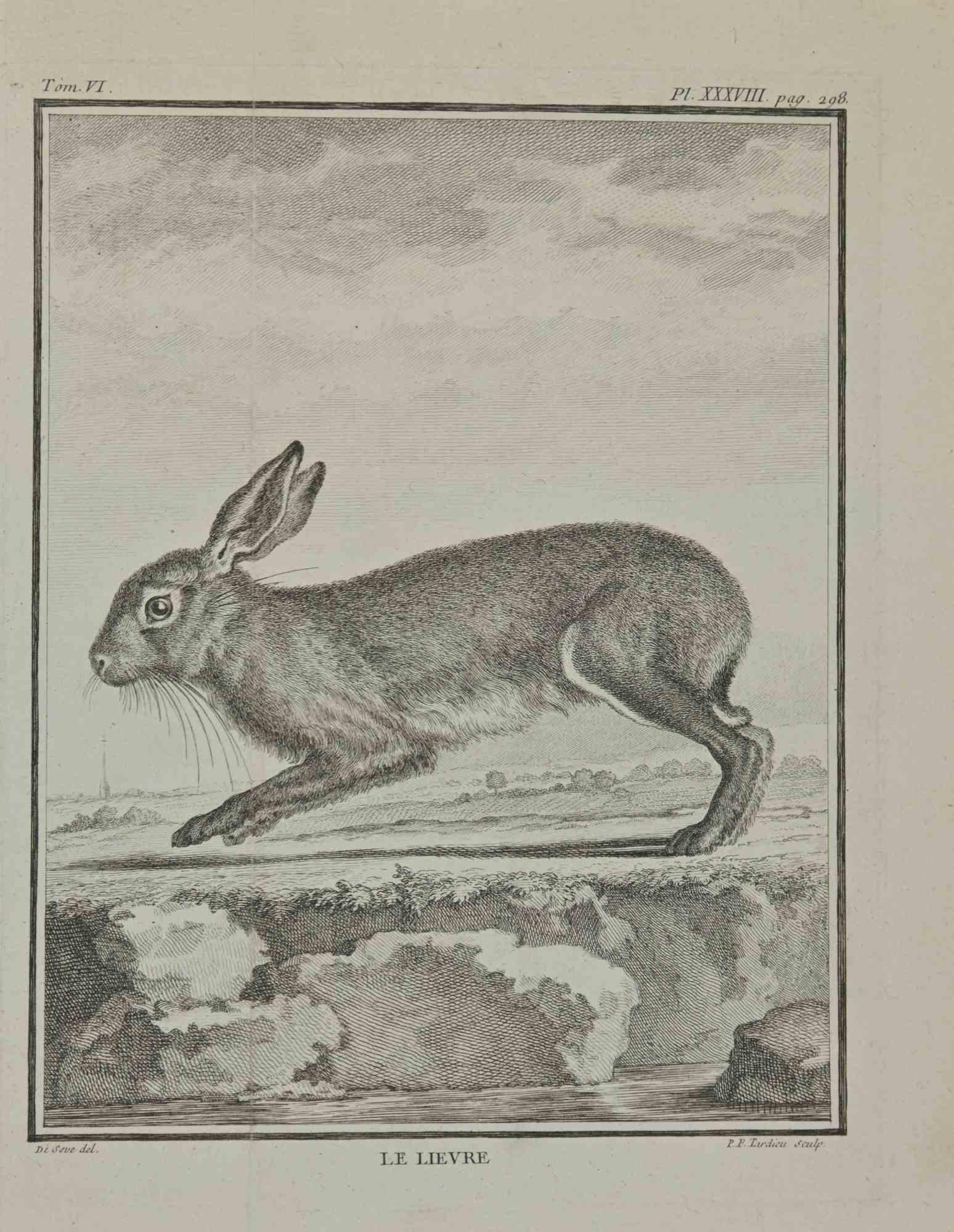 Le Lievre (The hare)  is an etching realized by Pierre Francois Tardieu in 1771.

It belongs to the suite "Histoire naturelle, générale et particulière avec la description du Cabinet du Roi".

Paris: Imprimerie Royale, 1749-1771. 

25 x 19