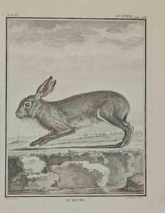 Le Lievre (The hare) - Etching by Pierre Francois Tardieu - 1771