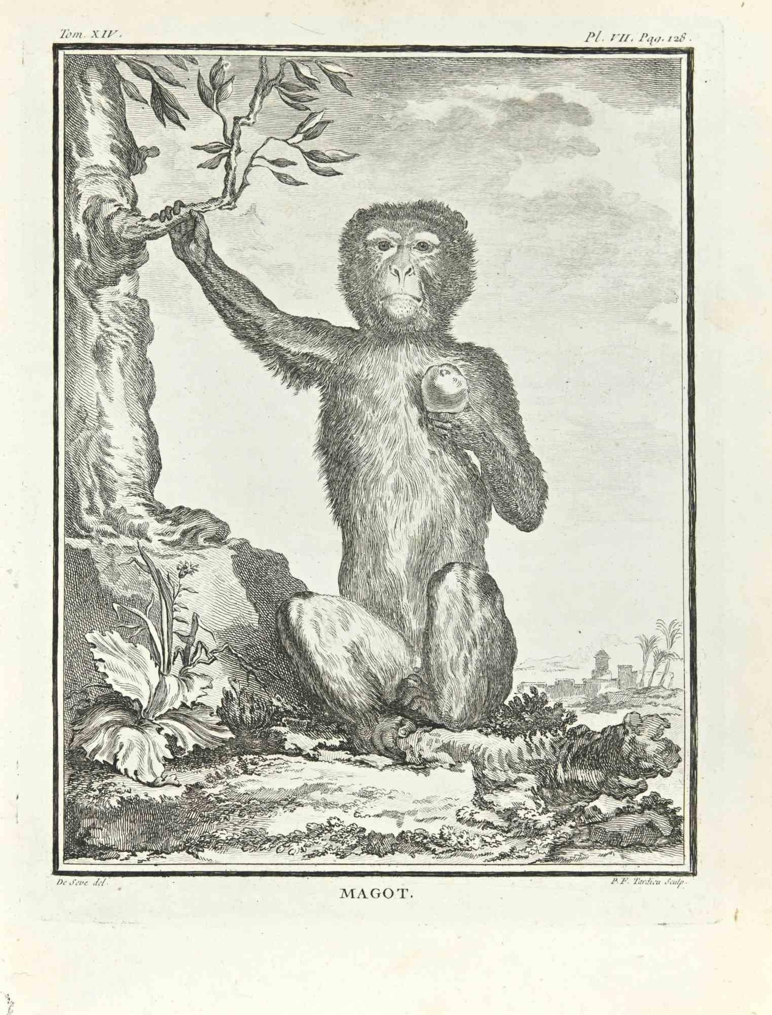 Magot ist eine Radierung von Pierre Francois Tardieu aus dem Jahr 1771.

Es gehört zu der Reihe "Histoire Naturelle de Buffon".

Die Signatur des Künstlers ist unten rechts eingraviert.

Gute Bedingungen