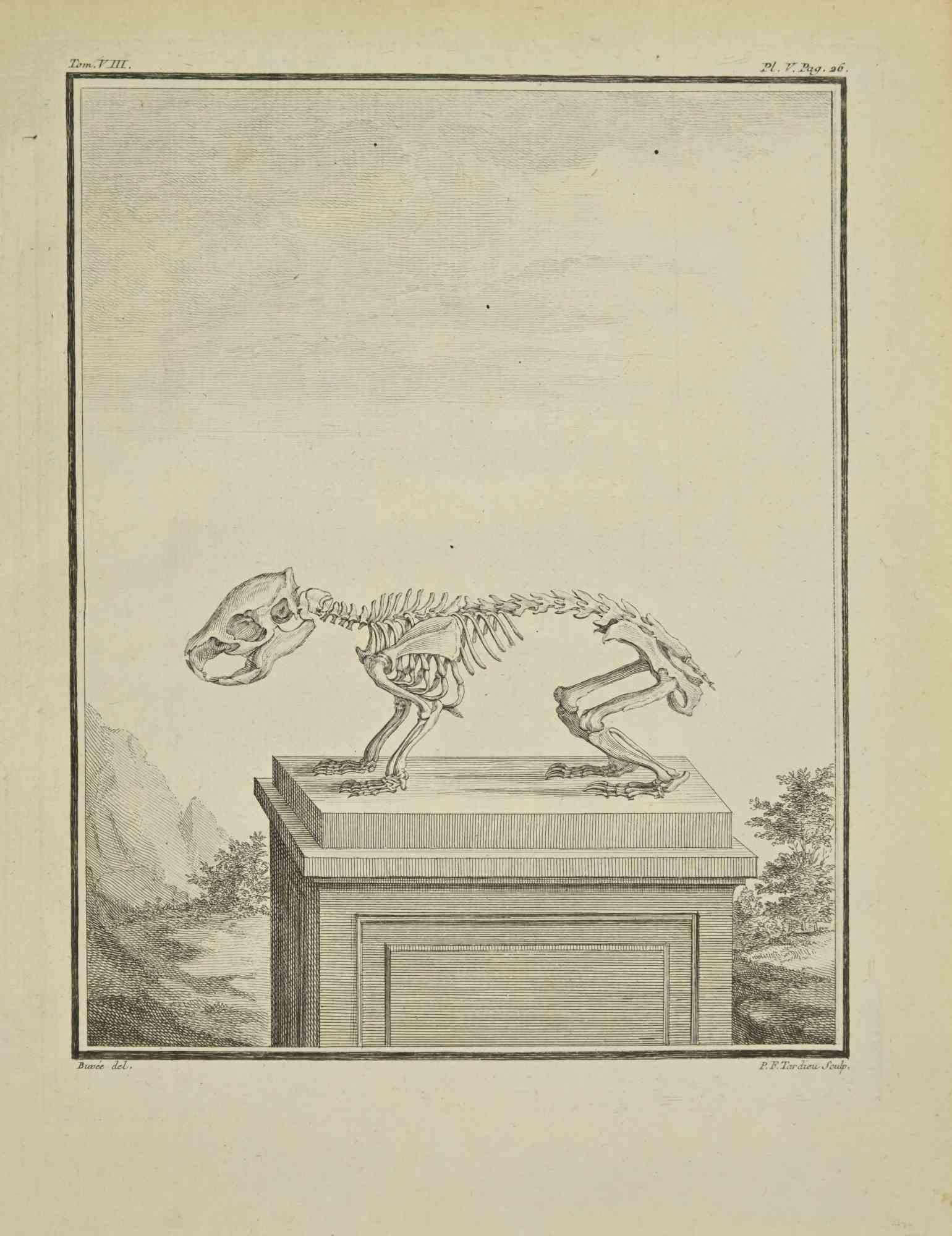 Scheletro - Acquaforte di Pierre Francois Tardieu - 1771