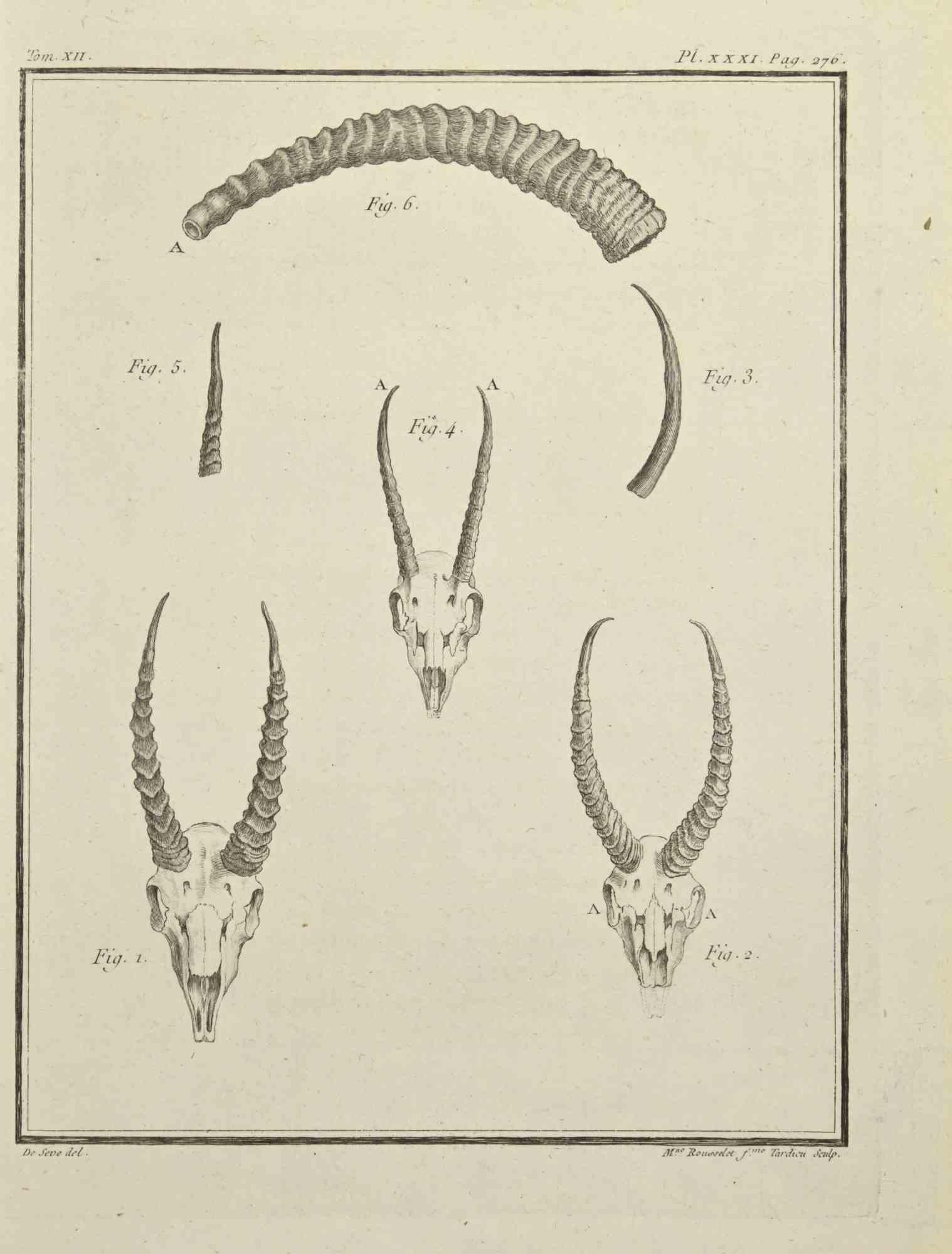 Skeletons is an etching realized in 1771 by Pierre François Tardieu.

Signed in plate.

The artwork Belongs to the suite "Histoire naturelle, générale et particulière avec la description du Cabinet du Roi". Paris: Imprimerie Royale, 1749-1771. 

 