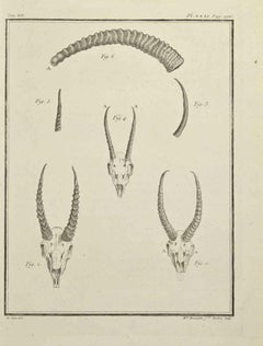 Skeletons - Etching by Pierre Francois Tardieu - 1771