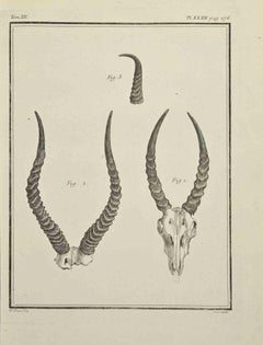 Skeletons - Gravure de Pierre Francois Tardieu - 1771