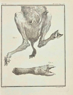 Les organes - Gravure de Pierre Francois Tardieu - 1771