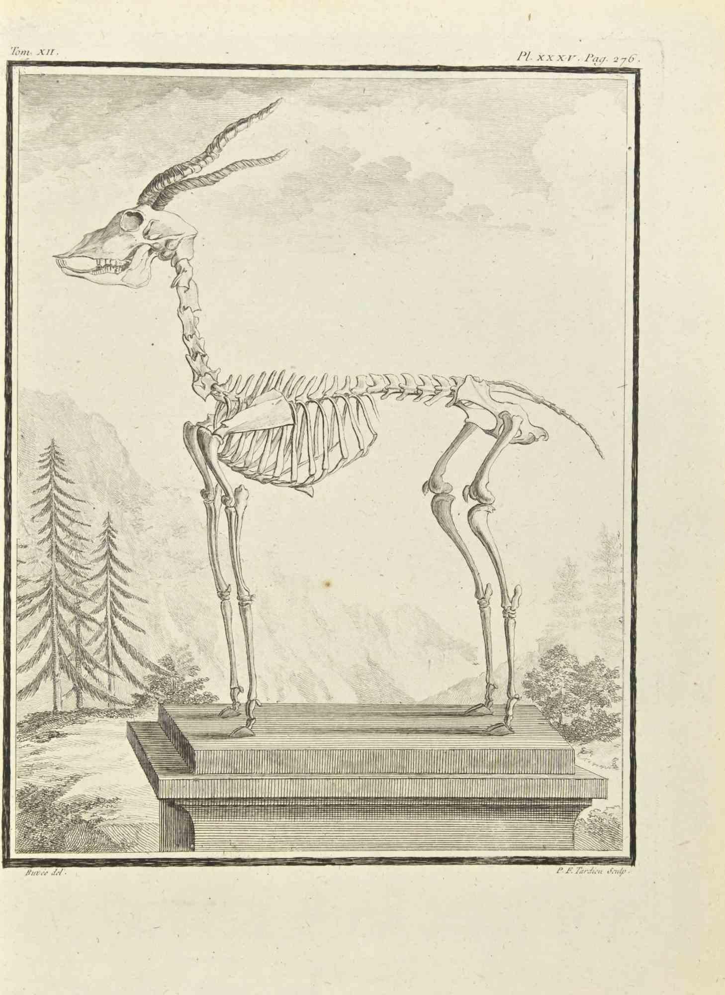 Le squelette - eau-forte de Pierre Francois Tardieu - 1771