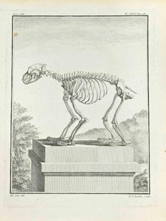 The Skeleton - Etching by Pierre Francois Tardieu - 1771