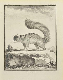 Le Coquallin  - Aguafuerte de Pierre Francois Tardieut - 1771
