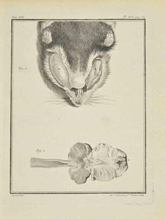 Antique The Organs and Head - Etching by Pierre Francois Tardieut - 1771