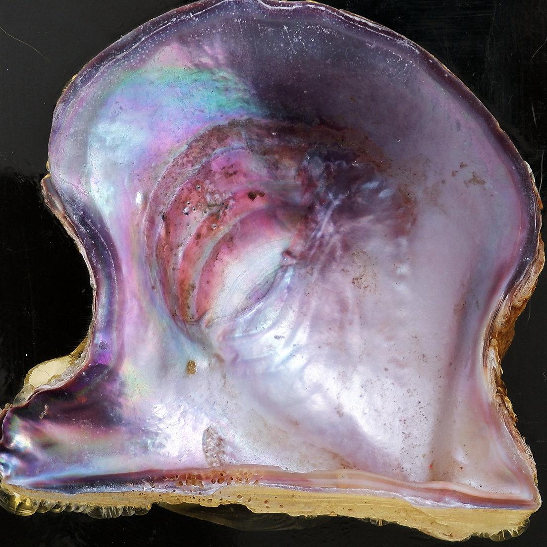 Inclusion de perles coquille d'huître Pierre Giraudon, 20e siècle en vente 3