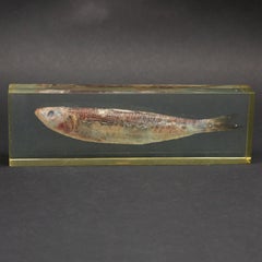 Pierre Giraudon Resin Mounted Fish