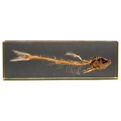 Pierre Giraudon Resin Mounted Fish Skeleton