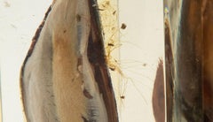 Set di tre cozze in resina Pierre Giraudon