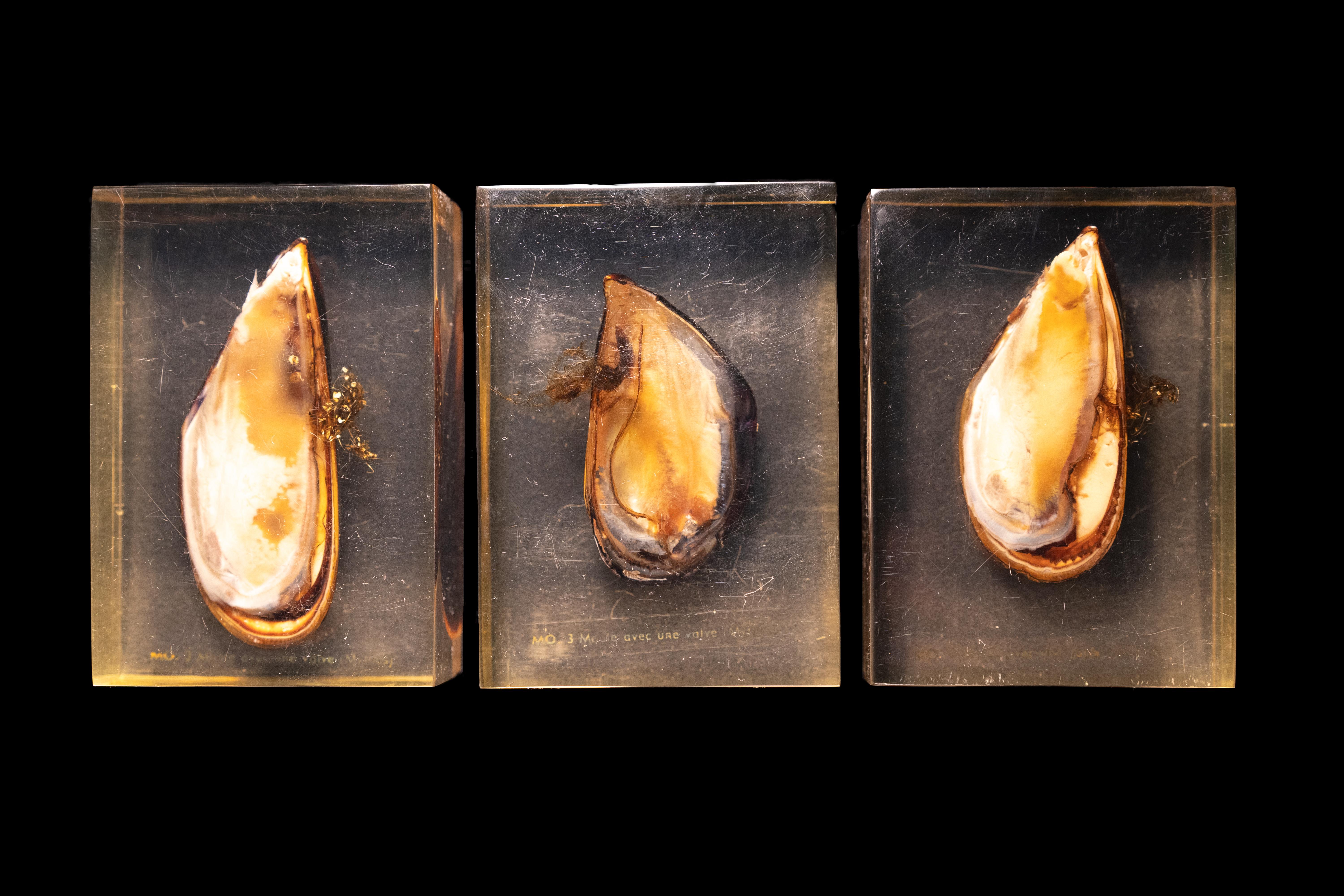 Pierre Giraudon set of three Mussels Encased in Resin. 