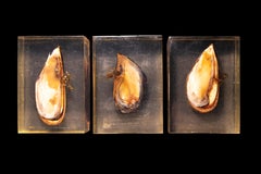 Pierre Giraudon Set of Three Mussels Encased in Resin