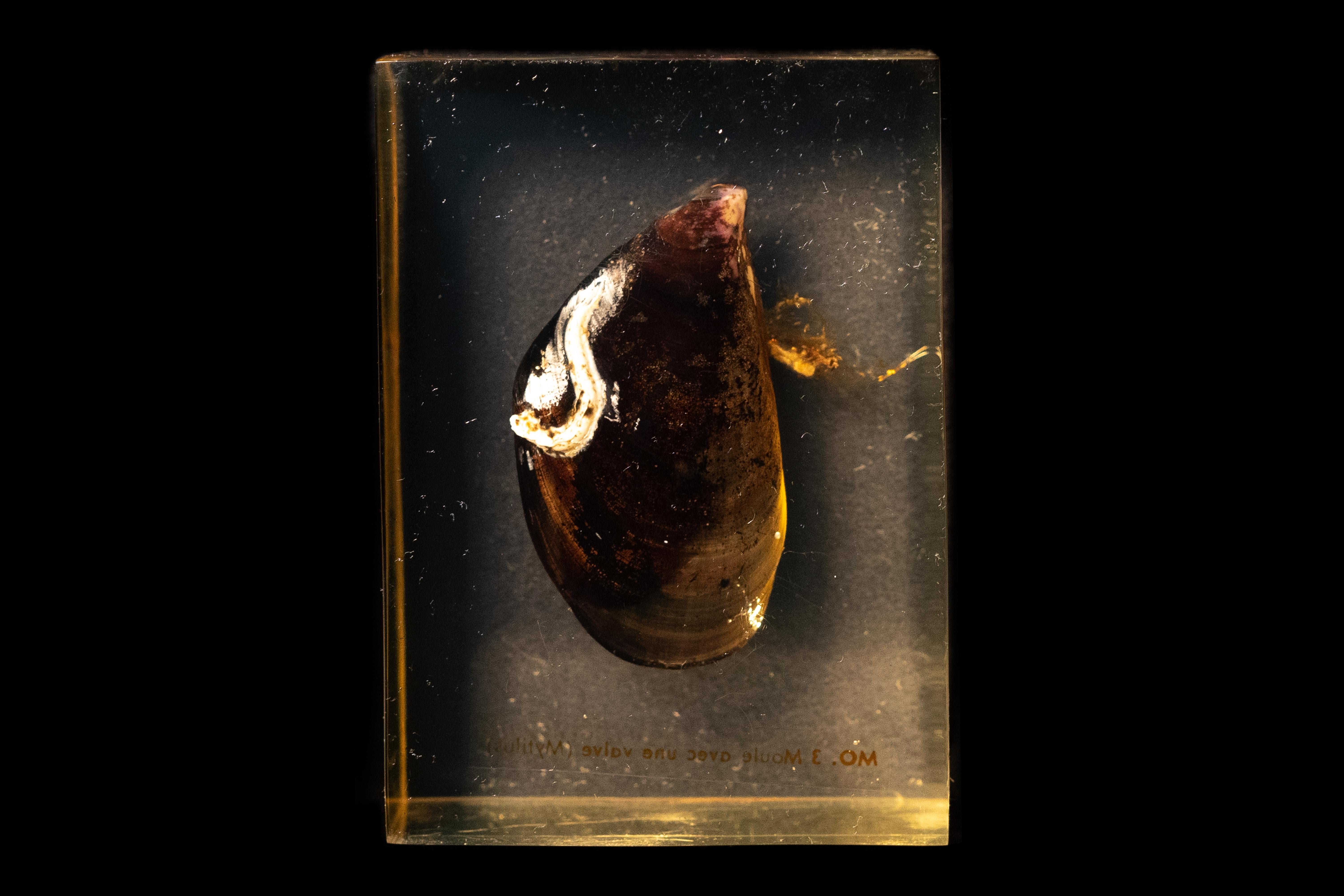 European Pierre Giraudon Set of Three Mussels Encased in Resin For Sale