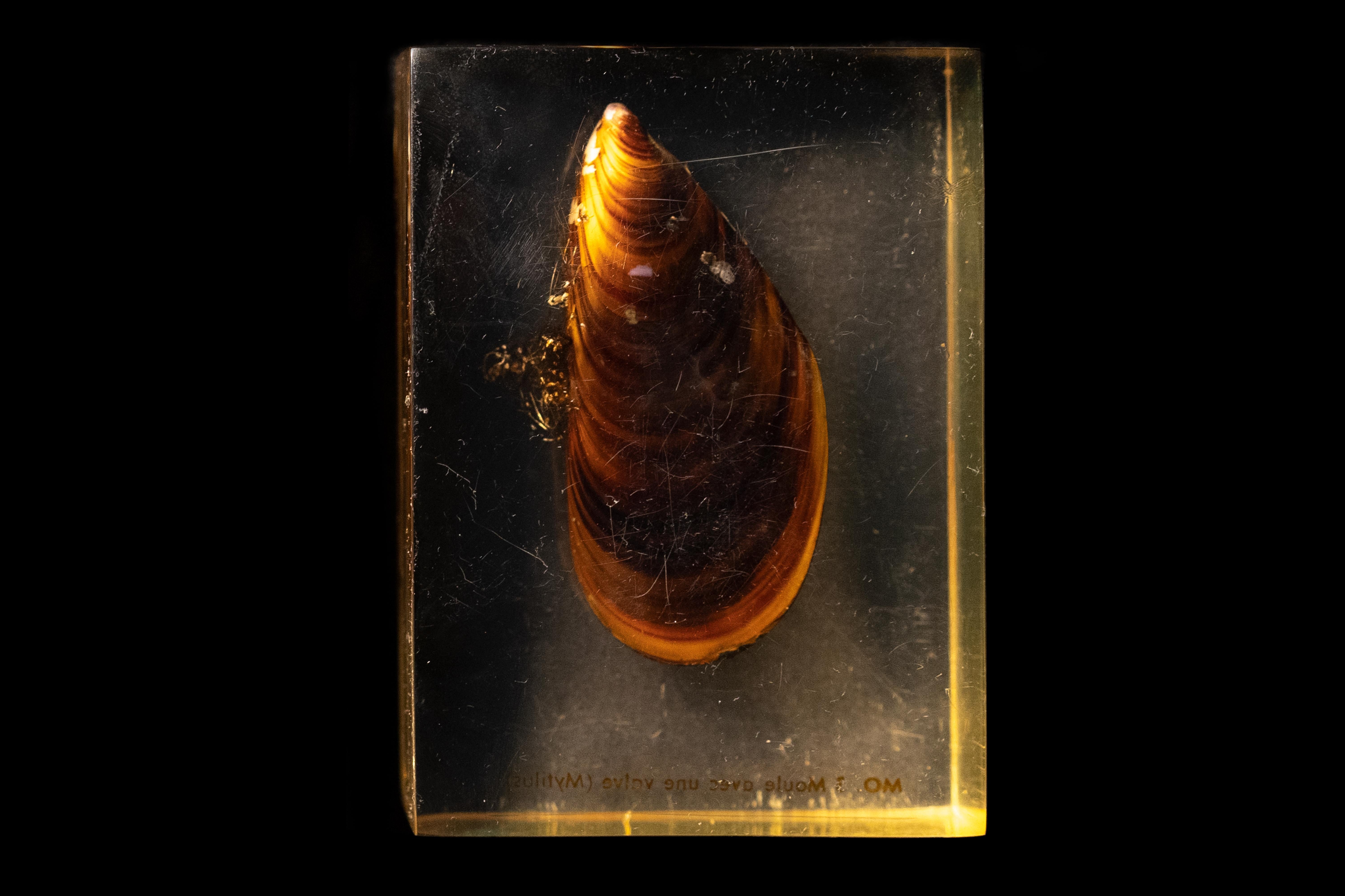Pierre Giraudon Set of Three Mussels Encased in Resin In Good Condition For Sale In New York, NY